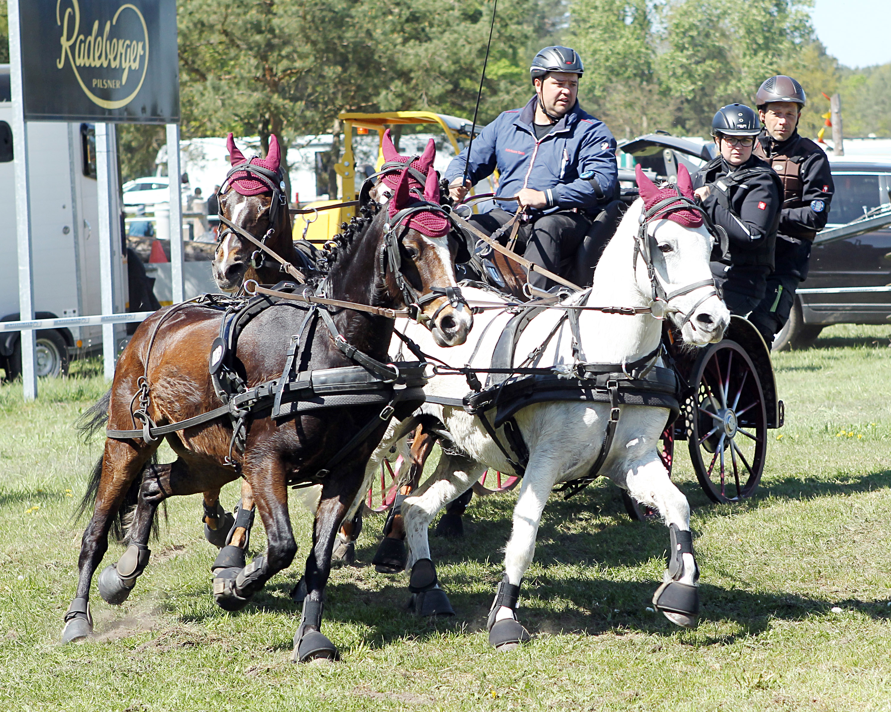 Ein Mammutprogramm erwartet Tobias Kriemann am Wochenende, der als Turnierleiter selbst anspannt, auch einen Pony-Vierspänner. © J. Wego