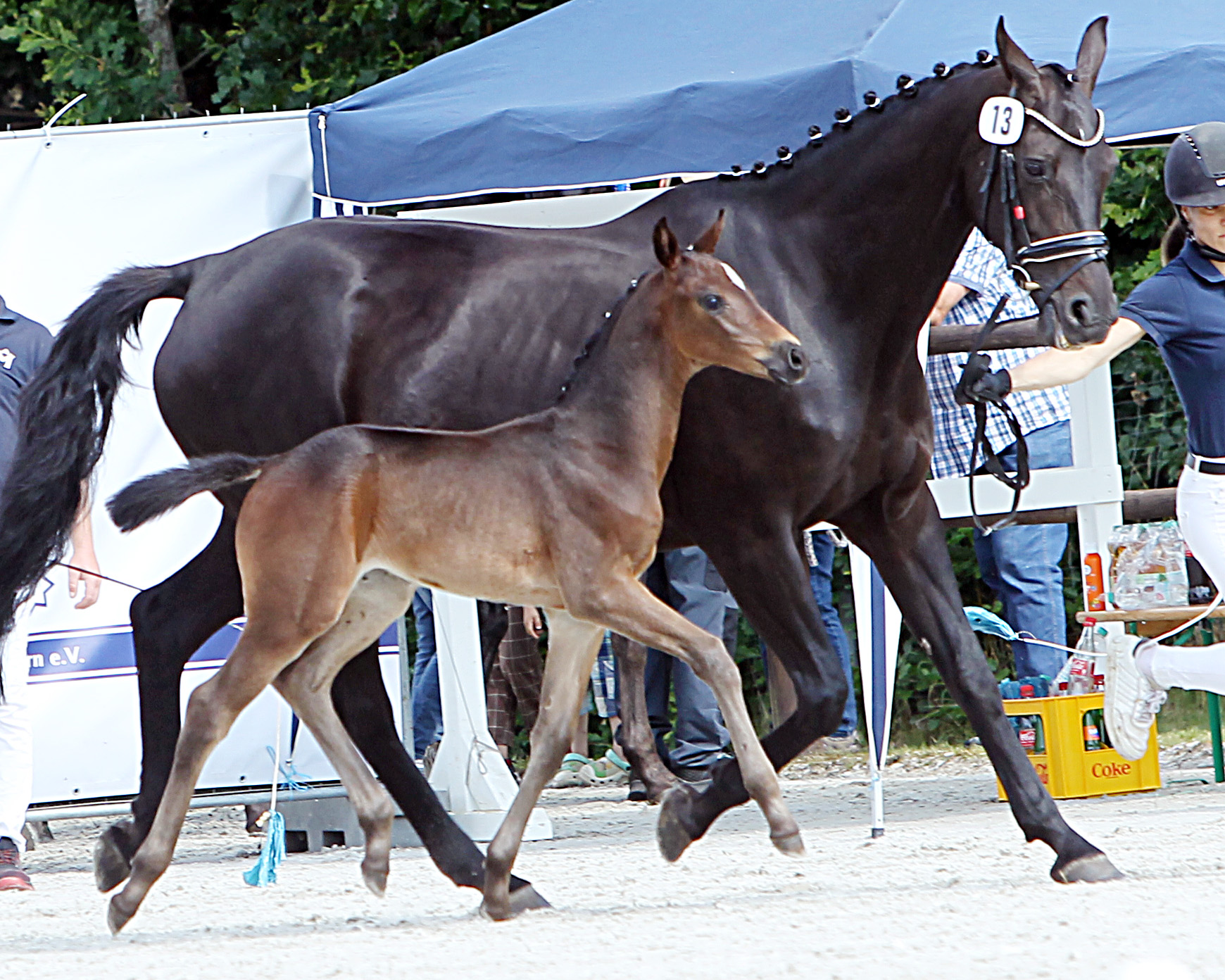 Kat. Nr. 13 Stute Dressur 3. Pl. von Zackham a.d. Fair Lady von Fürstenball, Aussteller: Prof. Dr. med. Arnim
