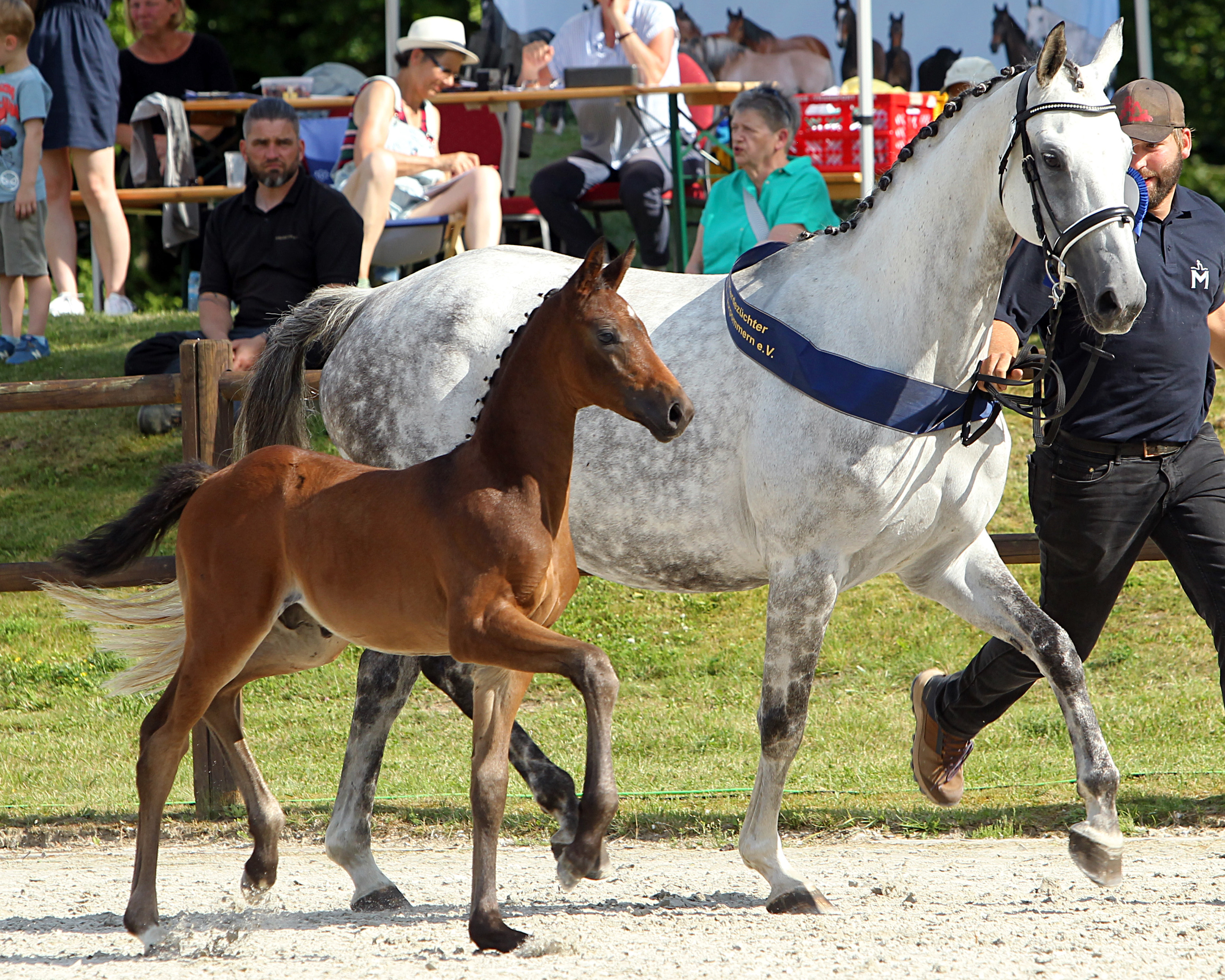 Kat. Nr. 26 Hengst Dressur 1.Pl. von Lindgreen a.d. Dejoli von Dancier, Aussteller: Kaufmann, Charmaine