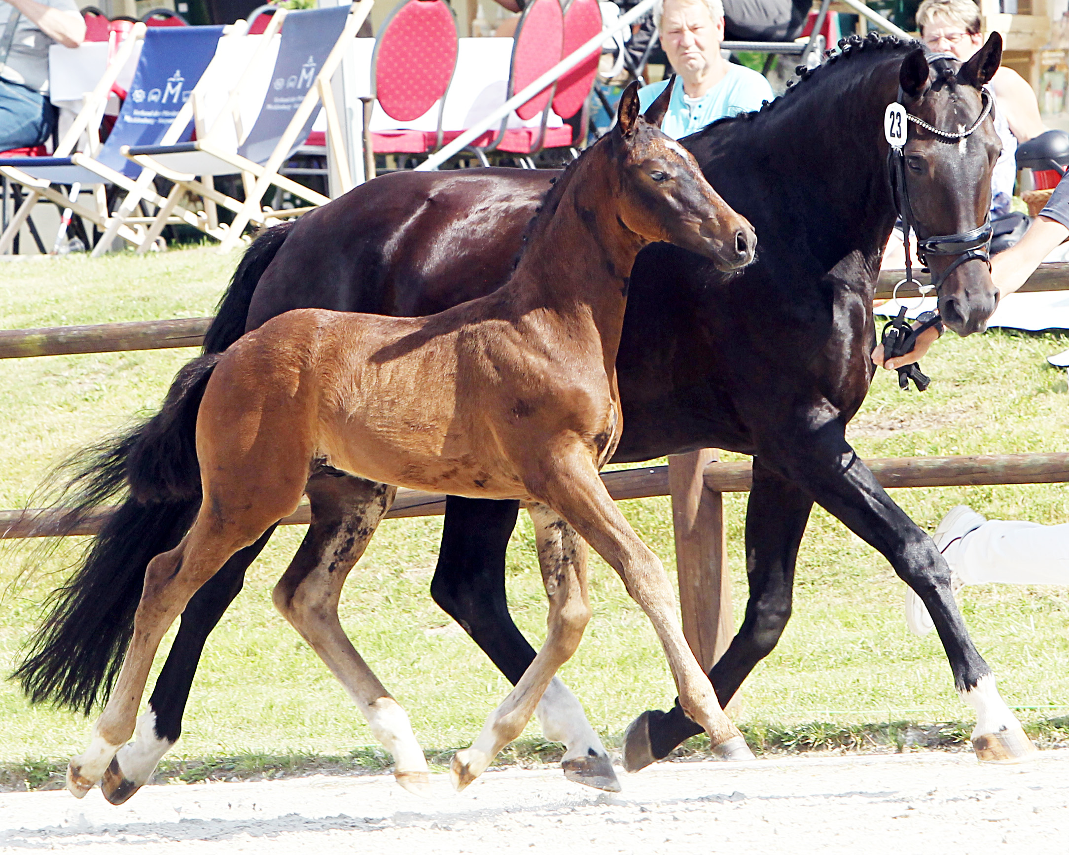Kat. Nr. 23 Hengst Dressur 2.Pl. von Glamourdale a.d. Daytona Beach von Daily Deal, Aussteller: Manski, Andreas