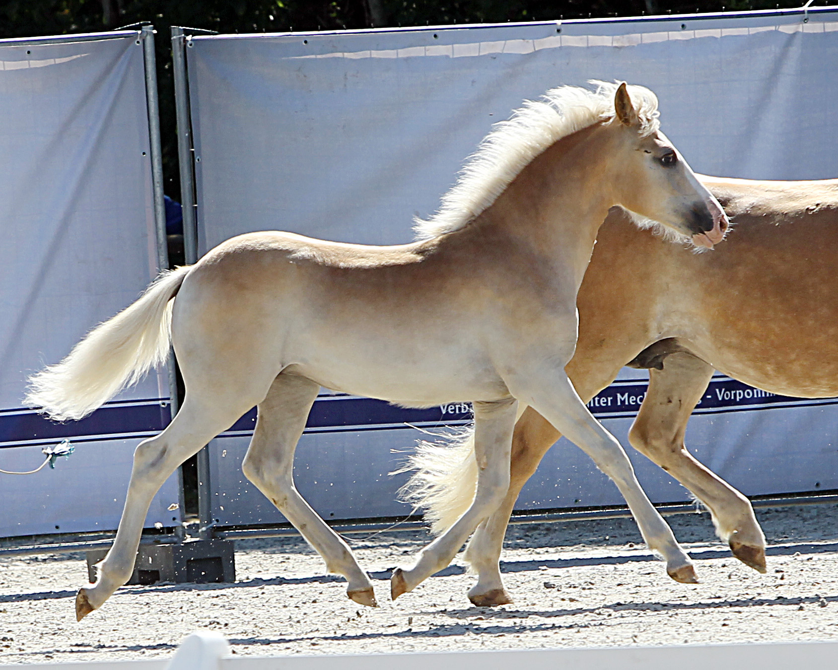 Kat. Nr. 16 Haflinger Stute 1.Pl. von Airline a.d. Alissa von der Waldoase von Adriano, Aussteller: Bickmann, Reinhard & Erika