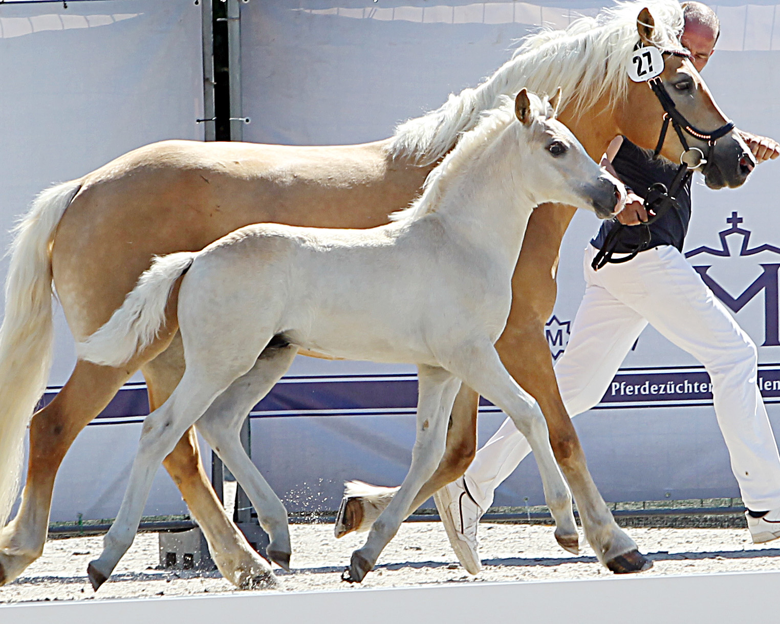 Kat. Nr. 16 Haflinger Stute 1.Pl. von Airline a.d. Alissa von der Waldoase von Adriano, Aussteller: Bickmann, Reinhard & Erika