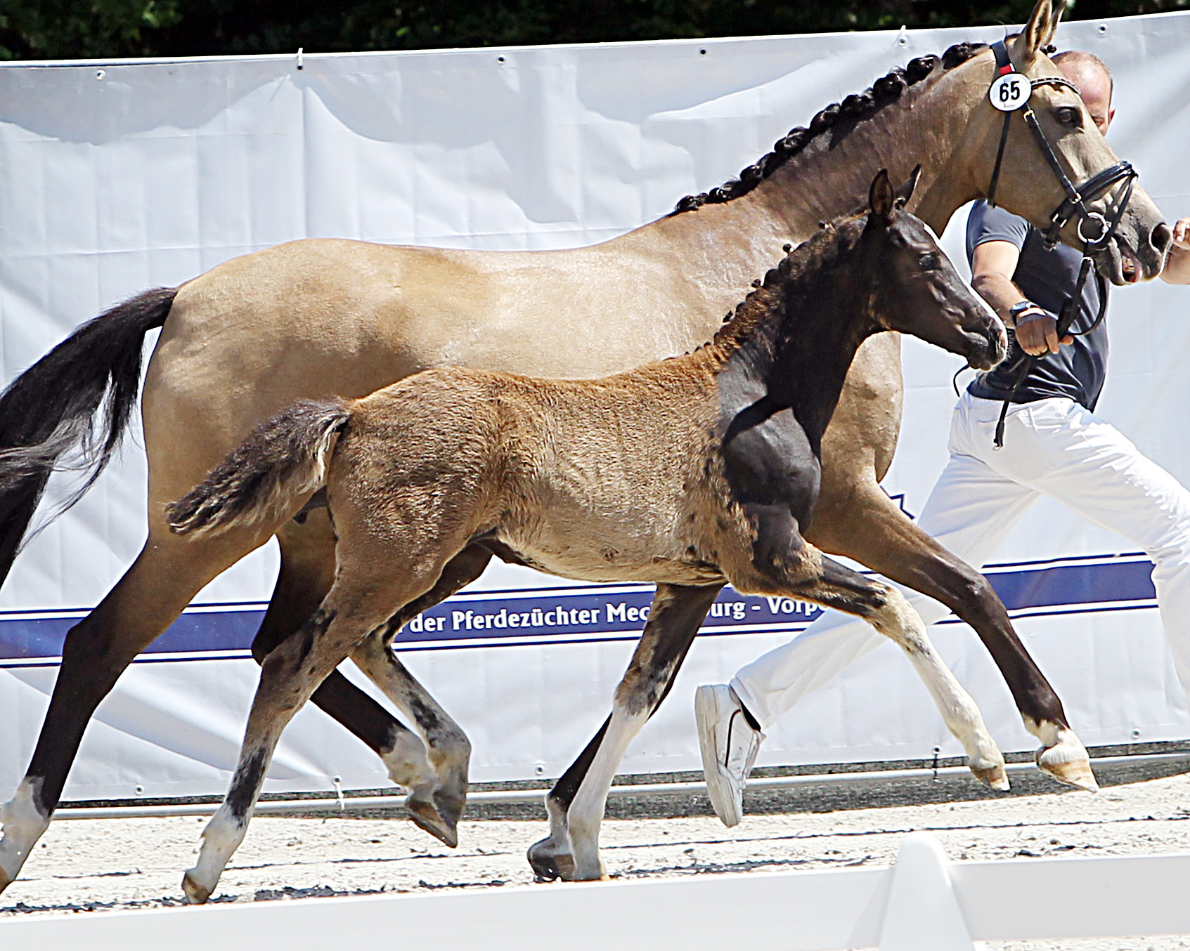 Kat. Nr. 65 DR Stute 1.Pl. von FS Next Diamond NRW a.d. Chambertina von FS Chambertin, Aussteller: Mirbach, Patricia von