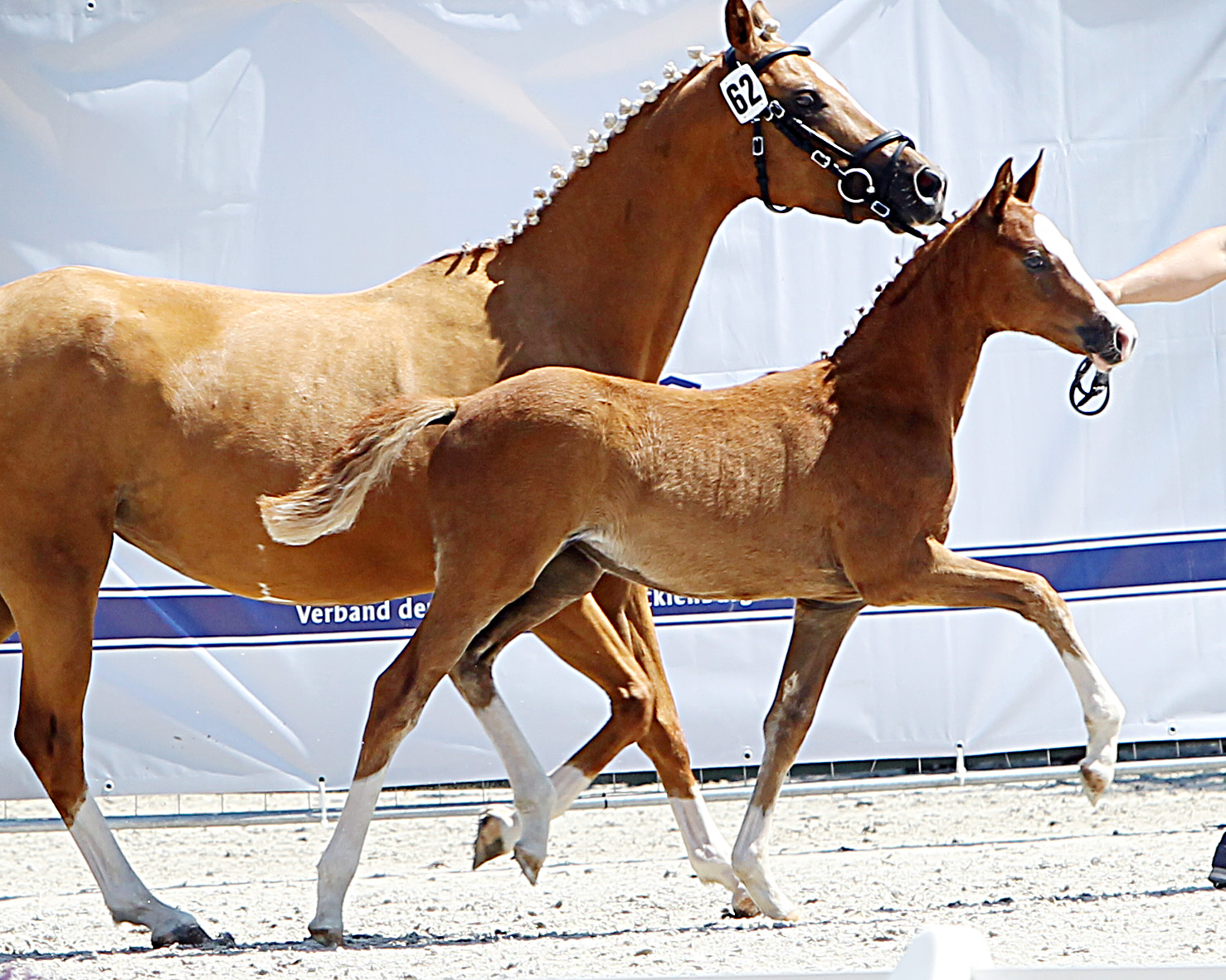Kat. Nr. 62 DR Stute 2.Pl. von FS Next Diamond NRW a.d. C'est la Vie von Crown Charm of Royal, Aussteller: Dallmann, Martin und Felix