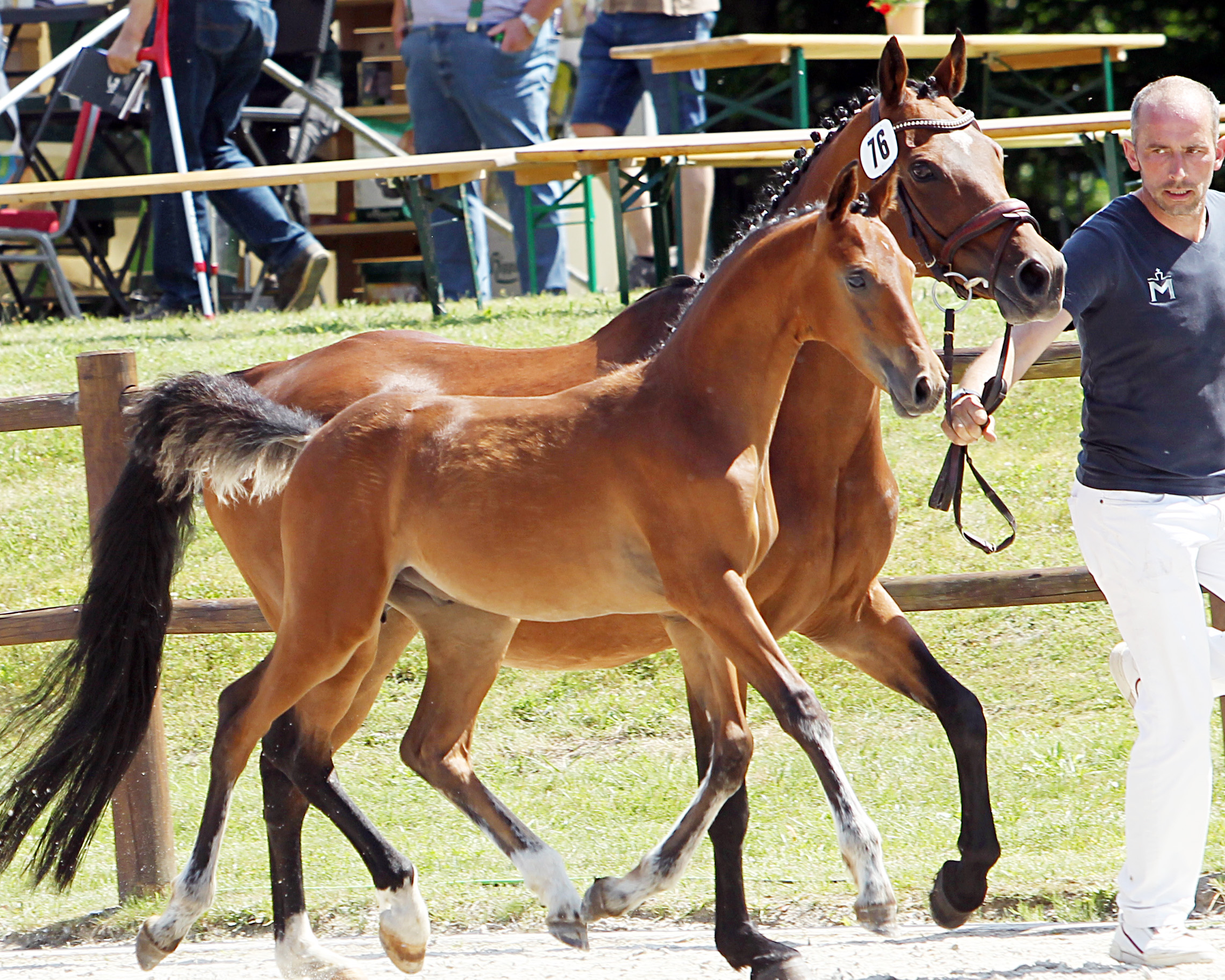Kat. Nr. 76 DR Hengst 2.Pl. von Daxton AT a.d. Chira S. von Classic Dancer III, Aussteller: Schröder, Hans-Joachim & Yvonne
