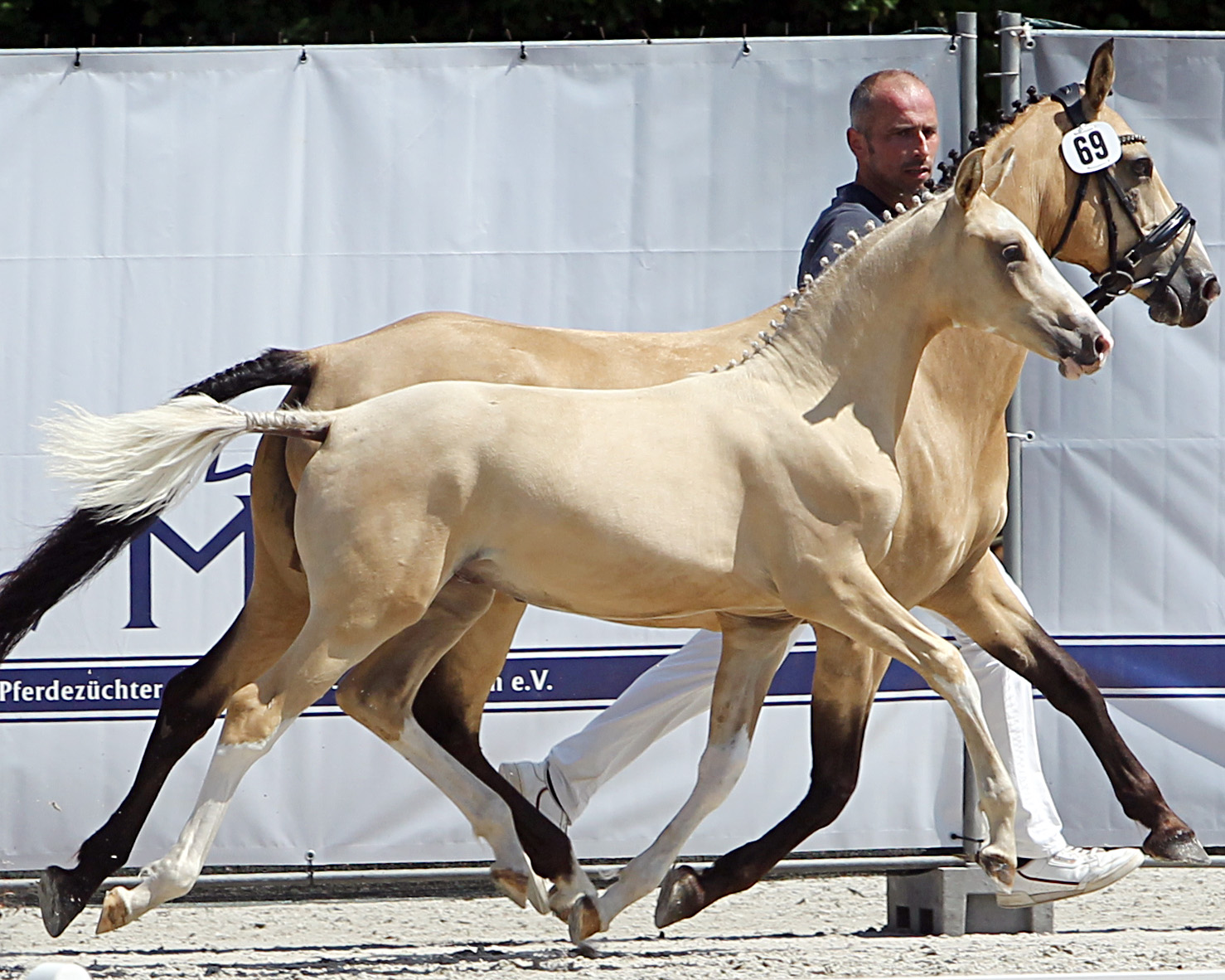 Kat. Nr. 69 DR Hengst 3.Pl. von Dating AT NRW a.d. Matthilda von The Breas My Mobility, Aussteller: Guder, Maxi