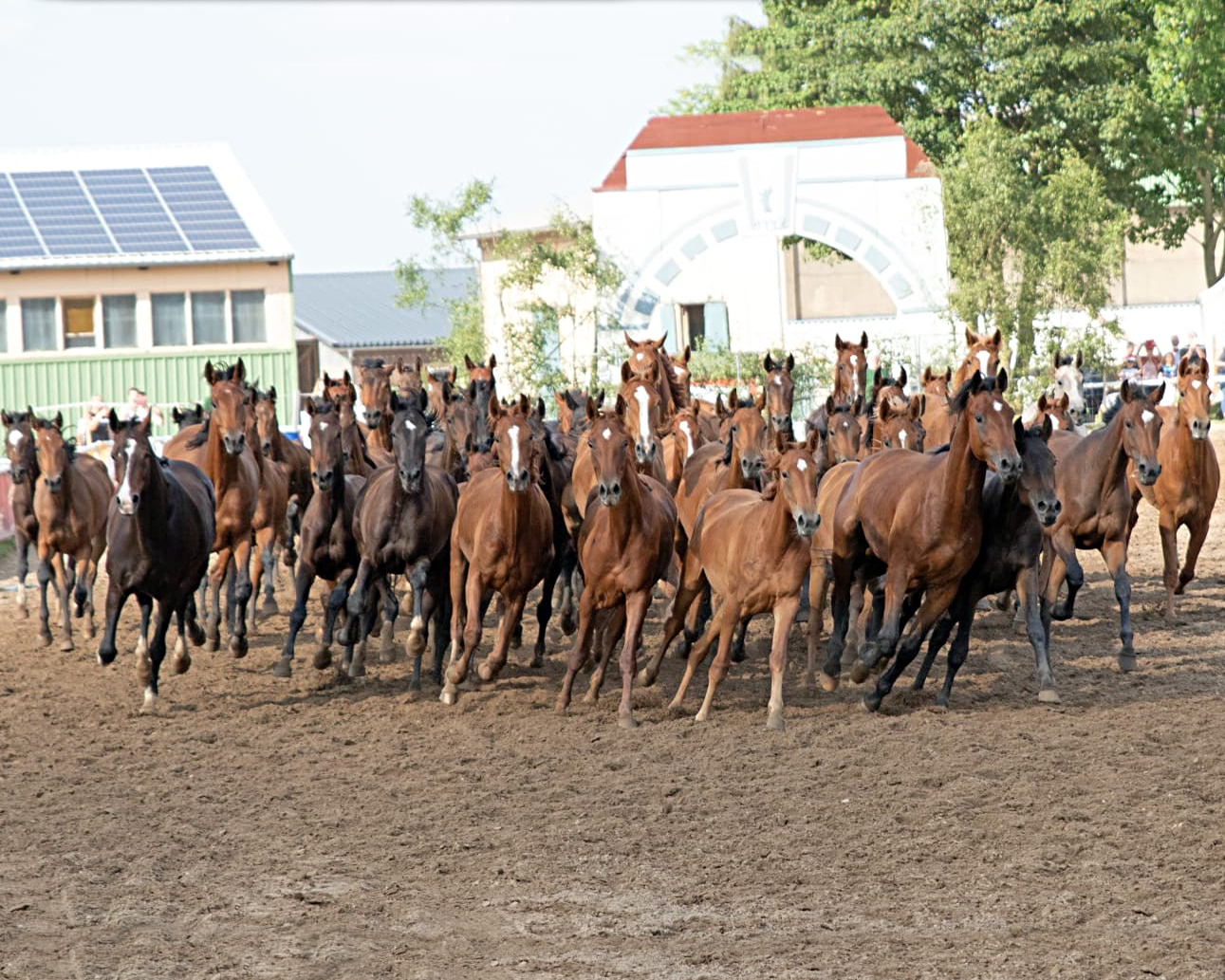 Die freilaufende Pferdeherde galoppiert durch das stilisierte Tor des ehemaligen Trakehner-Gestütes und symbolisiert die Zeit als Trakehnen die bedeutendste Pferdezuchtstätte der Welt war. Stimmgewaltig und unnachahmlich berührt Friedhelm Mencke damit die Gemüter und Herzen der Menschen.