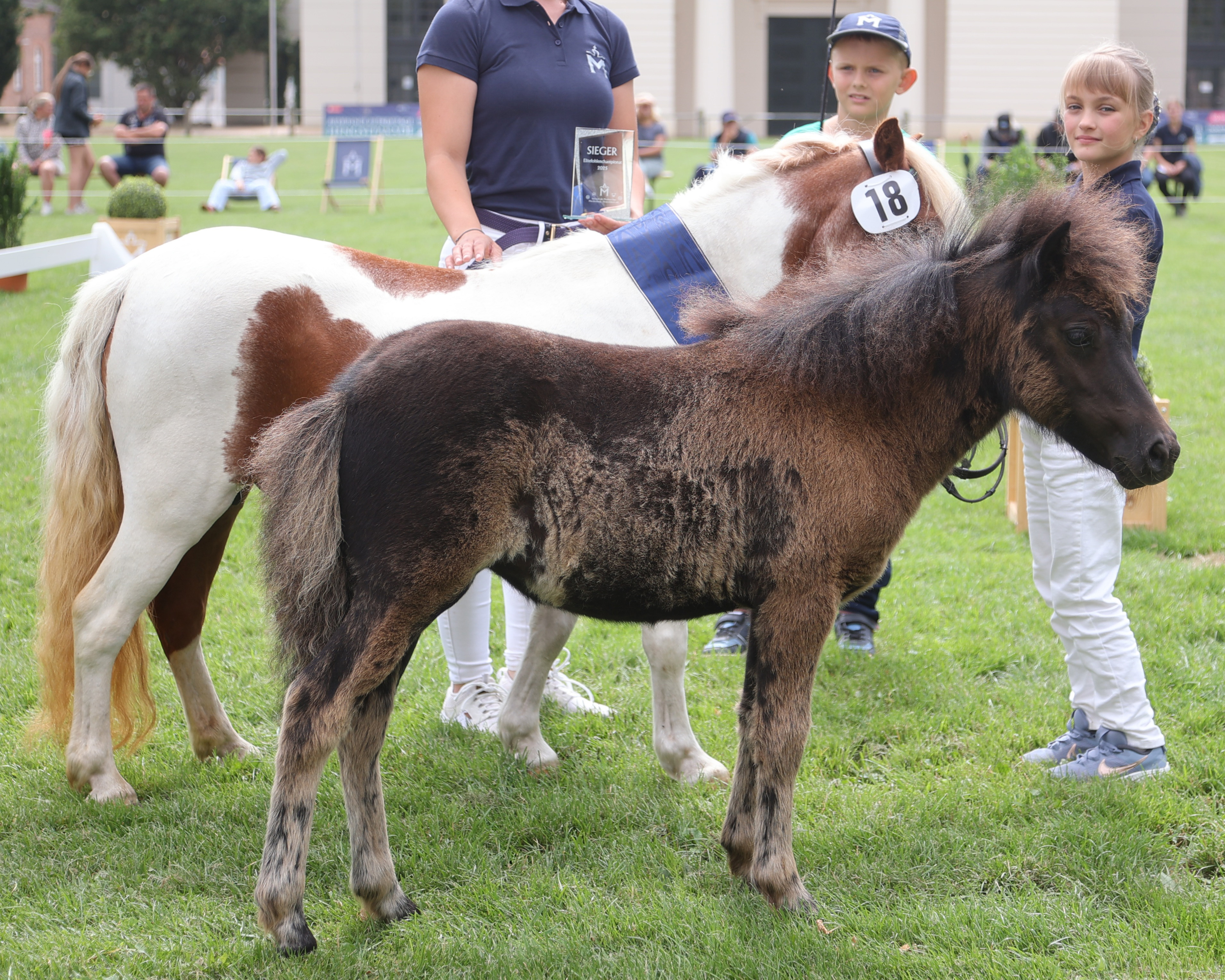 Kat. Nr. 18: Original-Shetlandpony Sieger-Stute v. Loca de Amor v. Groenendaal (Z.u.A.: Johann Hassemann, Pelsin).
