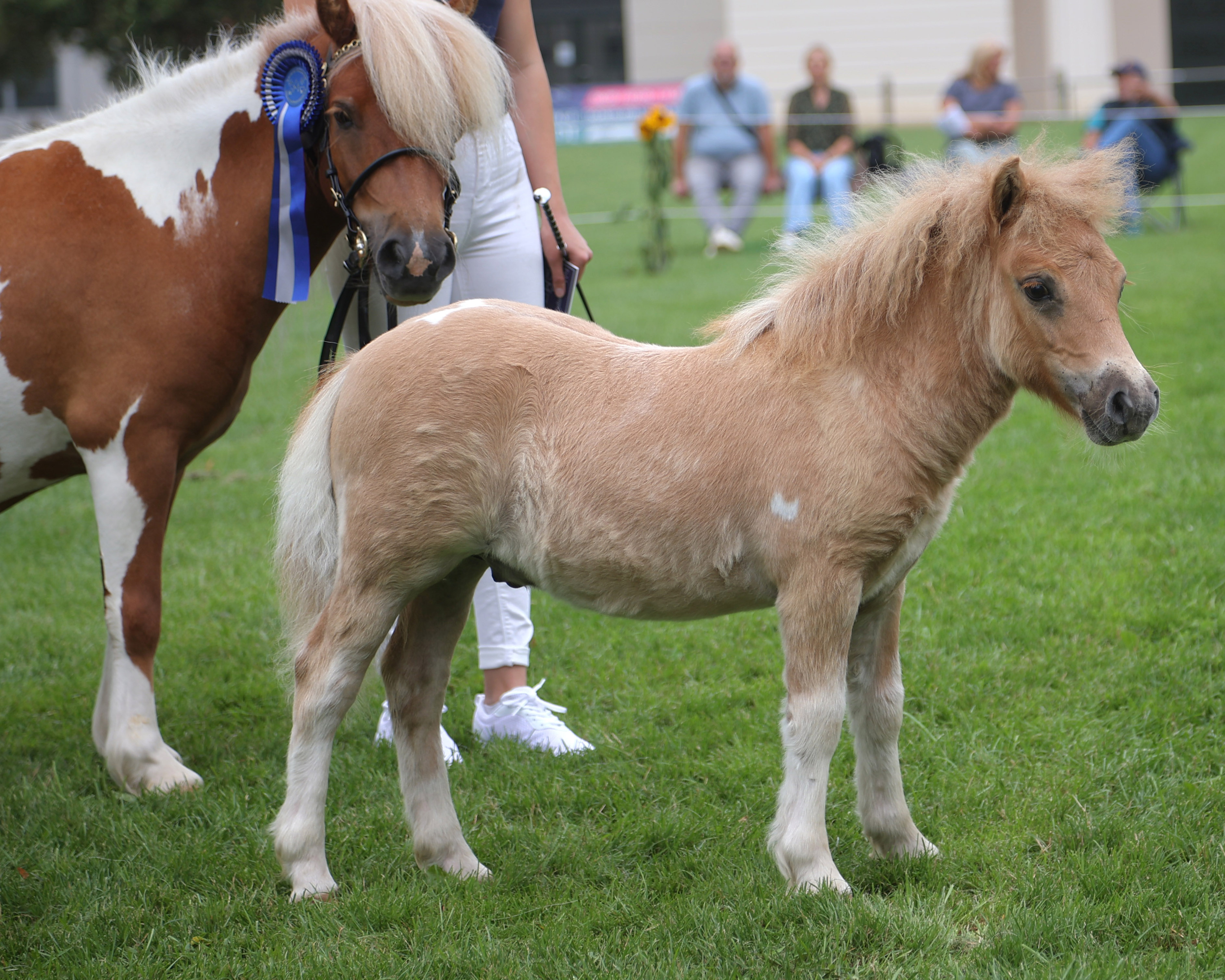 Kat. Nr. 40: Original-Shetlandpony Sieger-Hengst v. Aslan (Z.u.A.: Benedict Janicke, Stade).