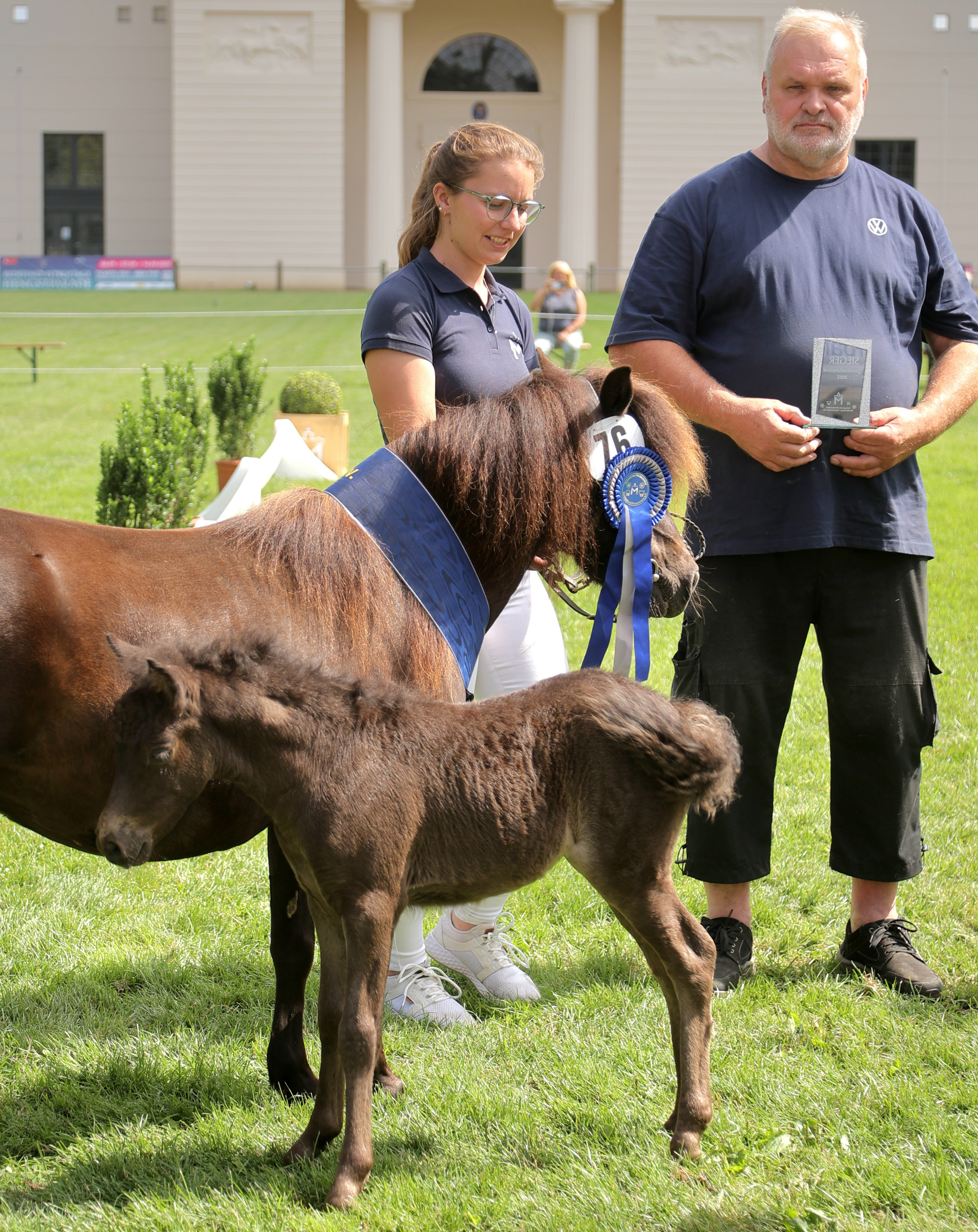 Kat. Nr. 76: Partbredshetlandpony Sieger-Hengst v. Enorm (Z.u.A.: Zuchtgemeinschaft Engel/Heuer, Osterwald).