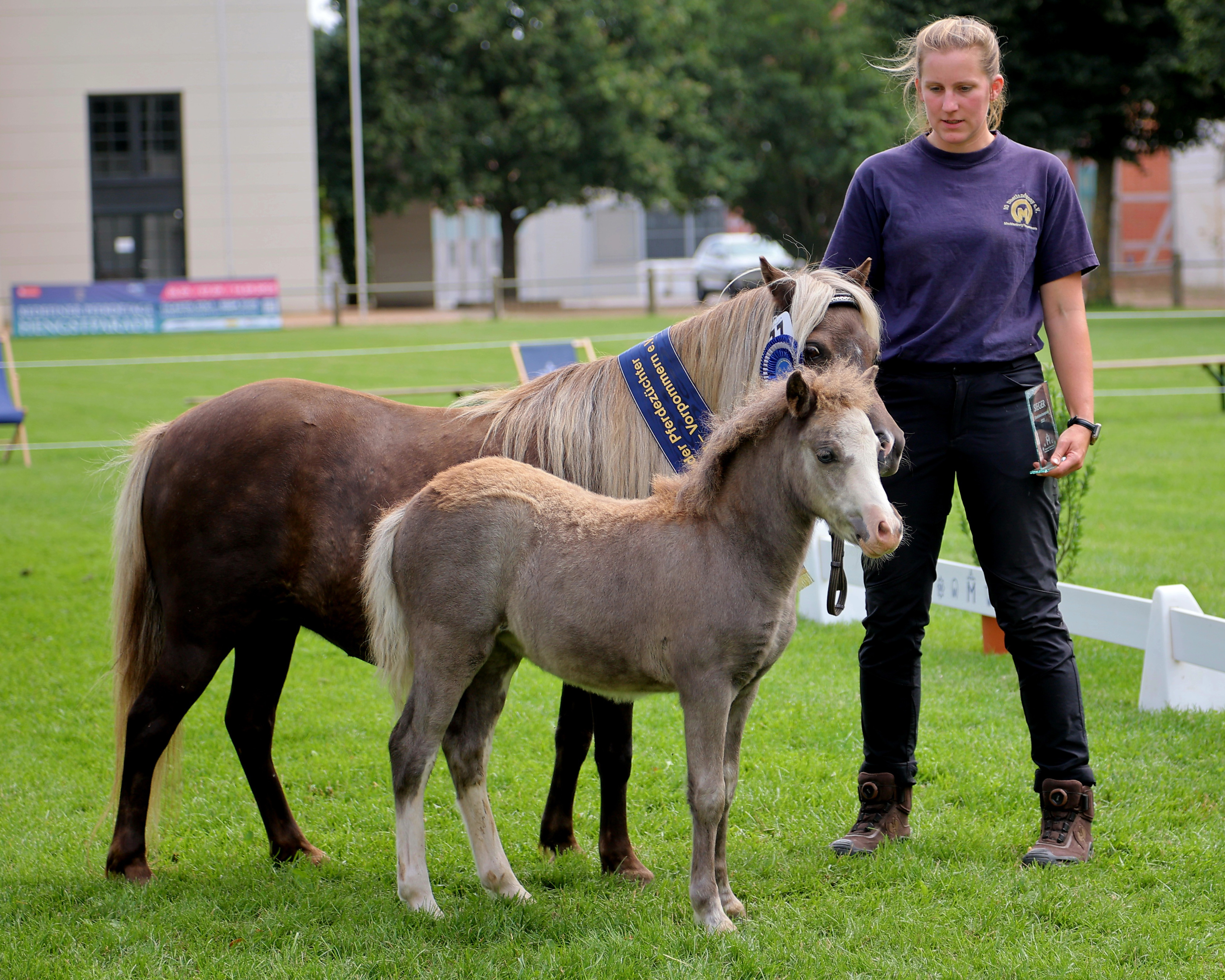Kat. Nr. 77: Deutsche Classic Ponys Sieger-Stutfohlen v. Fuhrmanns Fleurance (Z.u.A.: Christian Leder, Lenzen).
