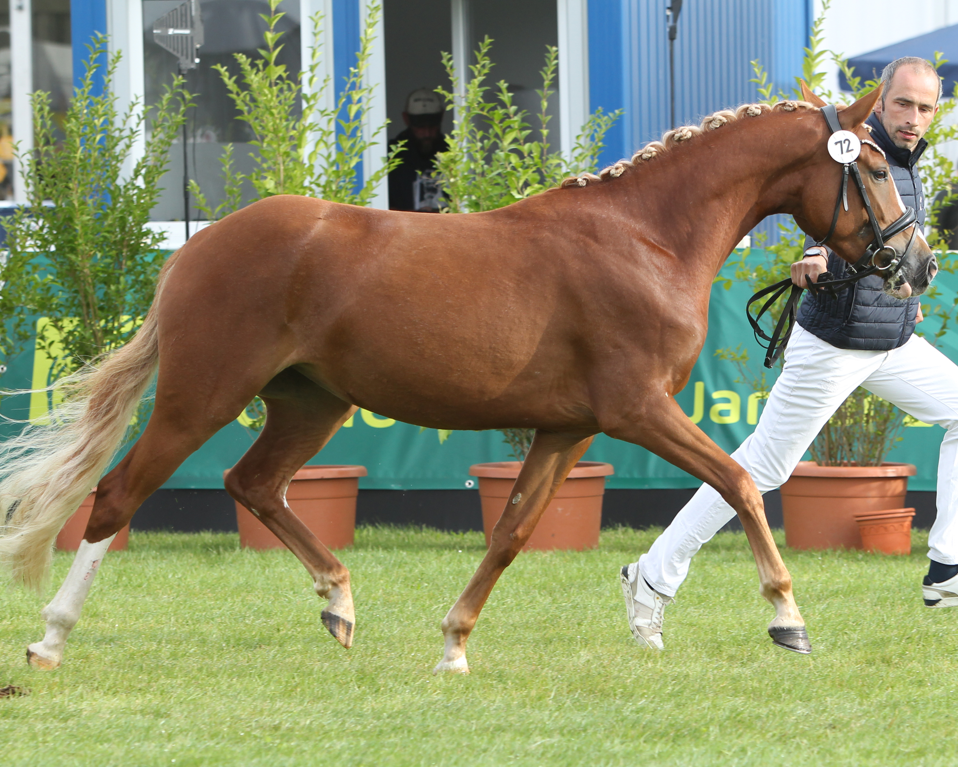 Die 4-jährige Reitponystute NALA B (hier bei der Elitestutenschau 2024 in Mühlengeez) schloss die Prüfung in Redefin mit 7,50 Punkten ab. Andree Bleck hat sie mit FS Numero Uno aus seiner StPrSt. Dany Sahne B (v. Dimension AT) gezogen. Foto: J. Wego