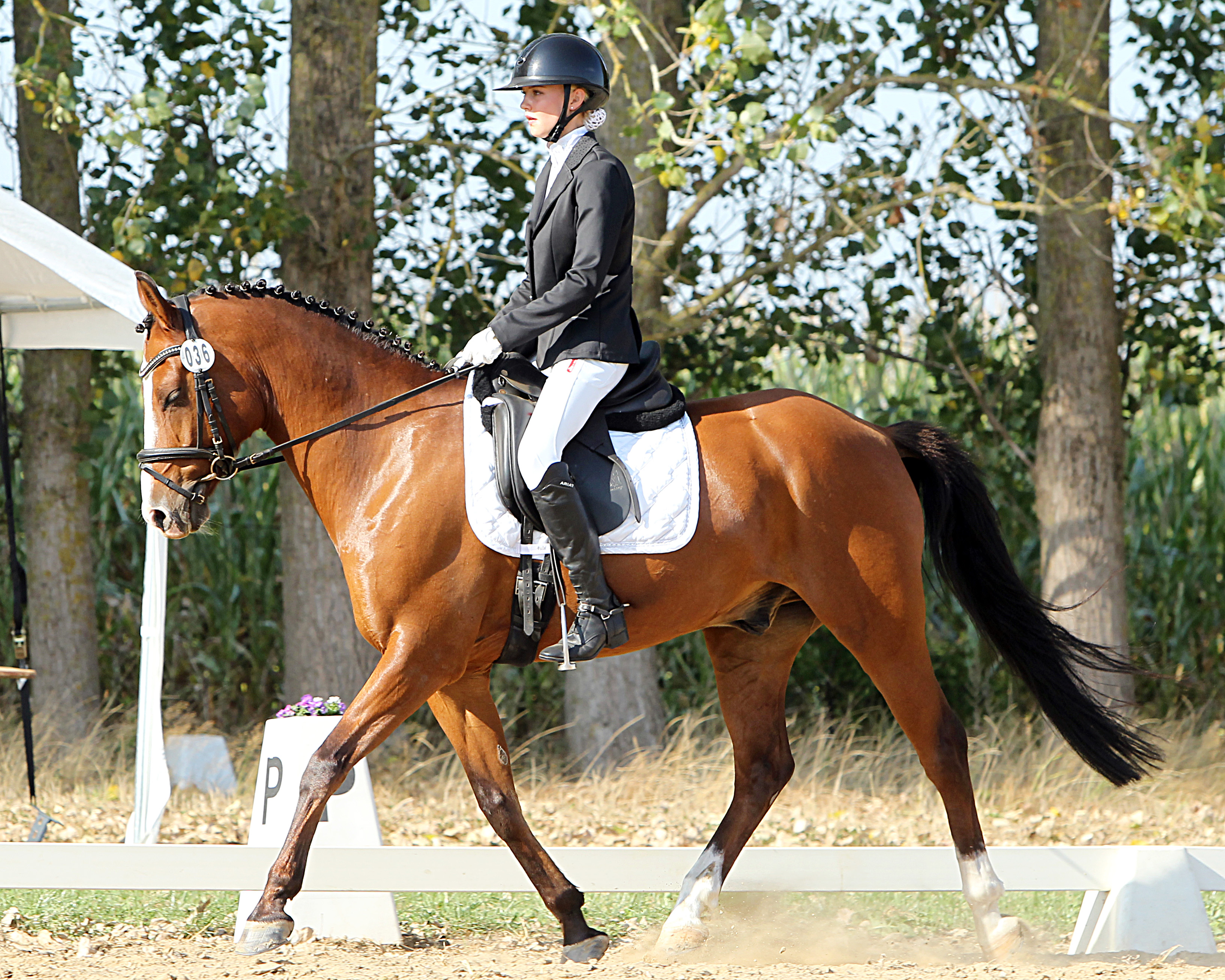 Es gab in Plöwen zwei L-Dressuren von denen Anna-Lena Jürgens vom ZRF Wusterhusen mit dem Pony Daponte vM die Aufgabe L2 gewann. © Archiv Wego