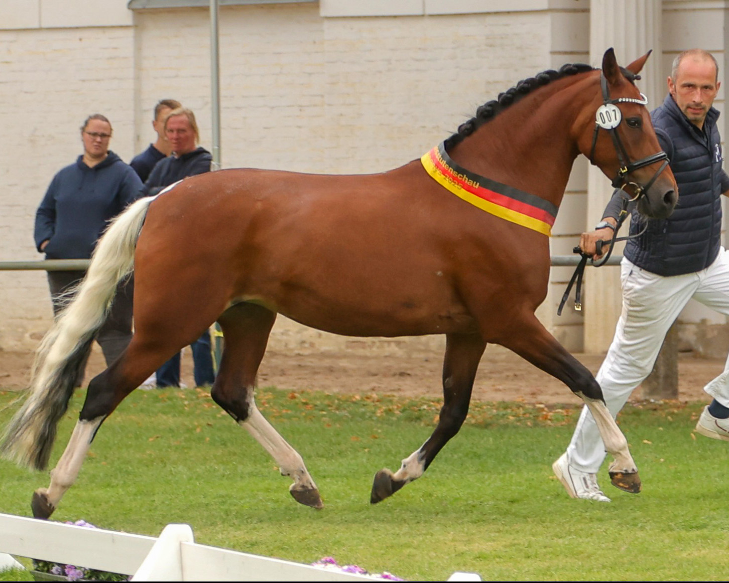 Nico Prange hatte bei den Bundesschauen viel zu tun und setzt hier die Siegerstute Quinn auf der Ehrenrunde in Szene. © Rainer Kohl