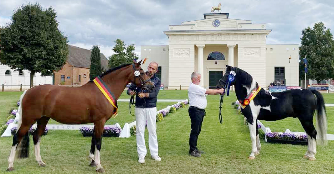 Auch die FN-Bundeslewitzerschau fand vor der wunderschönen Kulisse des Landgestüts Redefin statt. Hier präsentieren sich Siegerstute Quinn und Siegerhengst Grandy. © Rainer Kohl