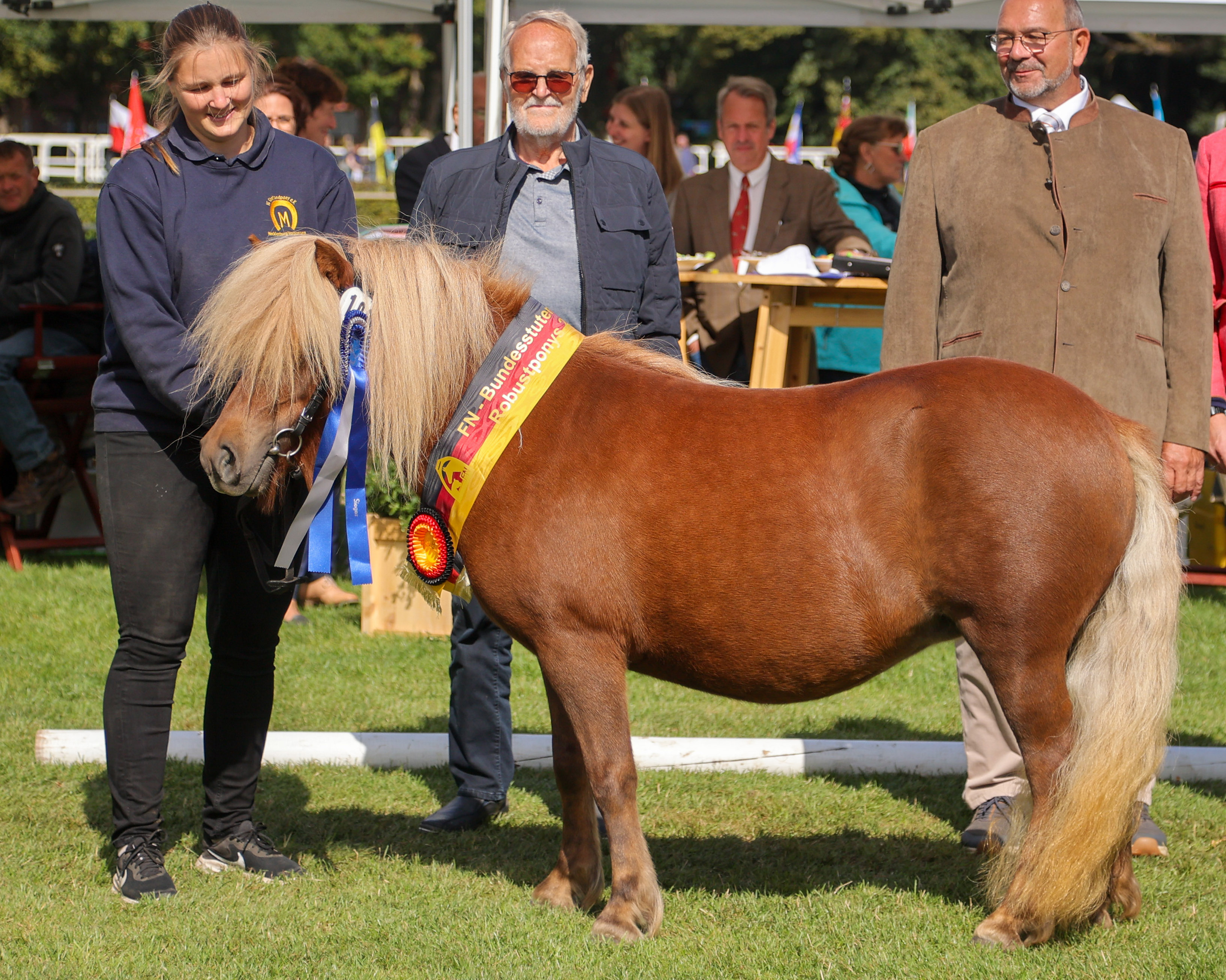 Bei den ab 87cm großen drei- bis fünfjährige Stuten Shetlandponystuten setzte sich Goldi von Ail-Gwen durch. Sie stammt aus der Züchter- und Besitzergemeinschaft Dr. Wilhelm und Laura Hanebeck aus Zarrentin. © Rainer Kohl