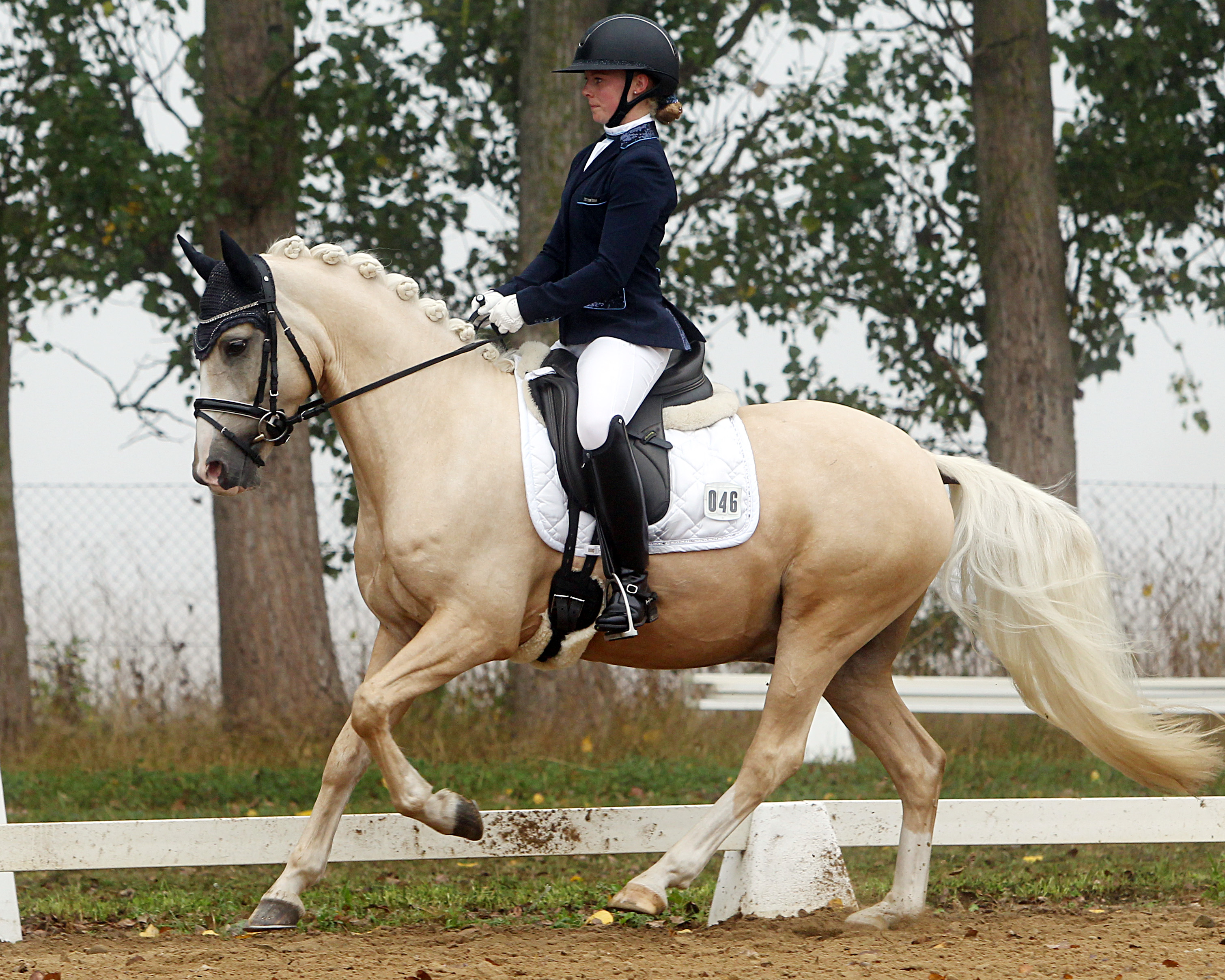 Der vierjährige Reitpony-Landeschampion DREIKÄSEHOCH unter seiner Besitzerin Paulin Lutze vom Greifswalder Akademischen RV. © Jutta Wego