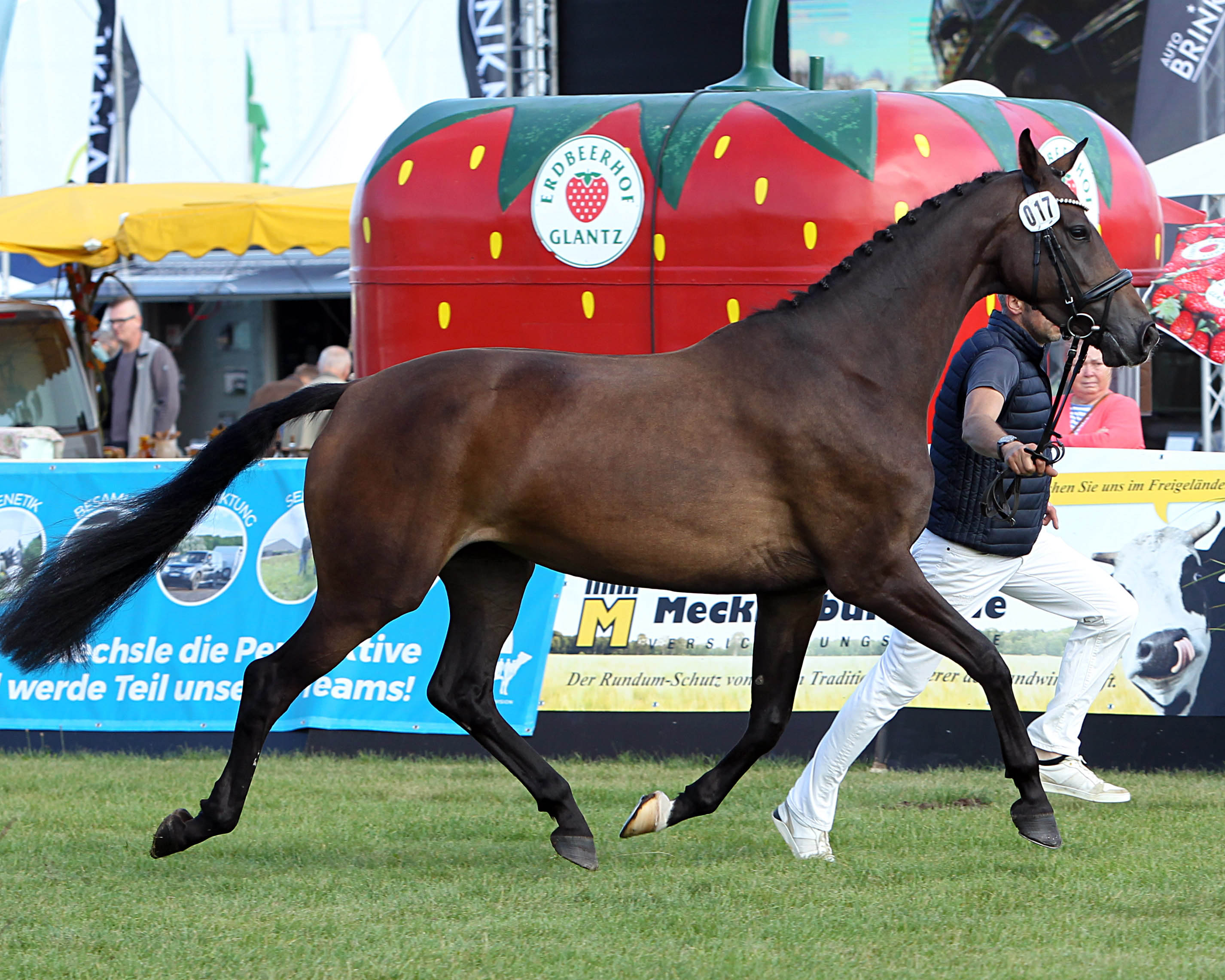 Regenbogen bei der Siegerehrung der Ponys und Kaltblüter am 11. September 2025 anlässlich der MeLa über Mühlengeez. Alle Fotos Jutta Wego