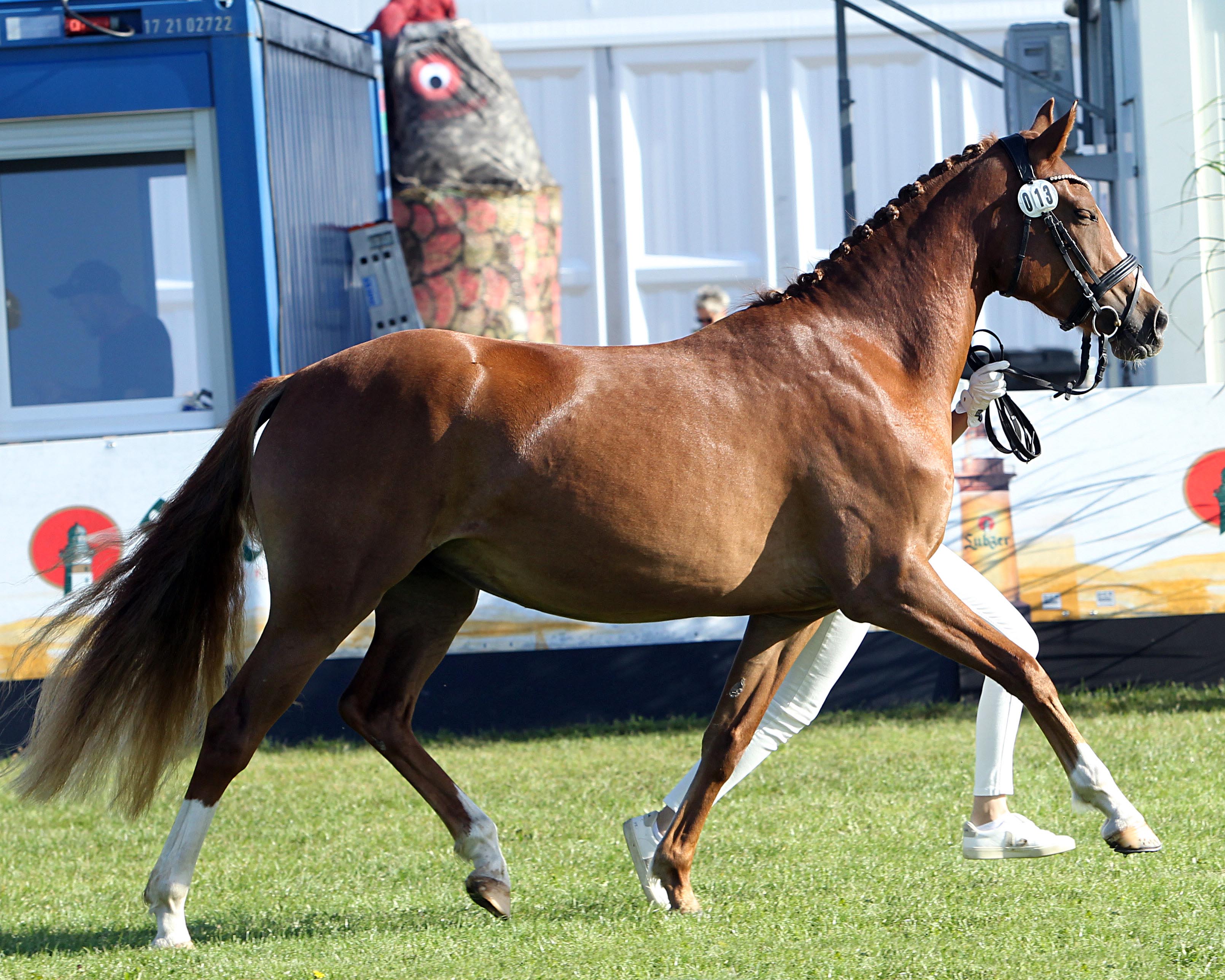 Regenbogen bei der Siegerehrung der Ponys und Kaltblüter am 11. September 2025 anlässlich der MeLa über Mühlengeez. Alle Fotos Jutta Wego
