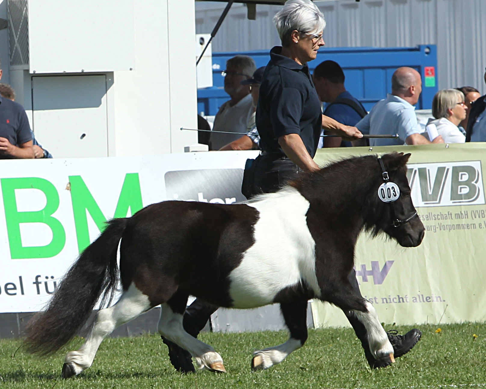 Regenbogen bei der Siegerehrung der Ponys und Kaltblüter am 11. September 2025 anlässlich der MeLa über Mühlengeez. Alle Fotos Jutta Wego
