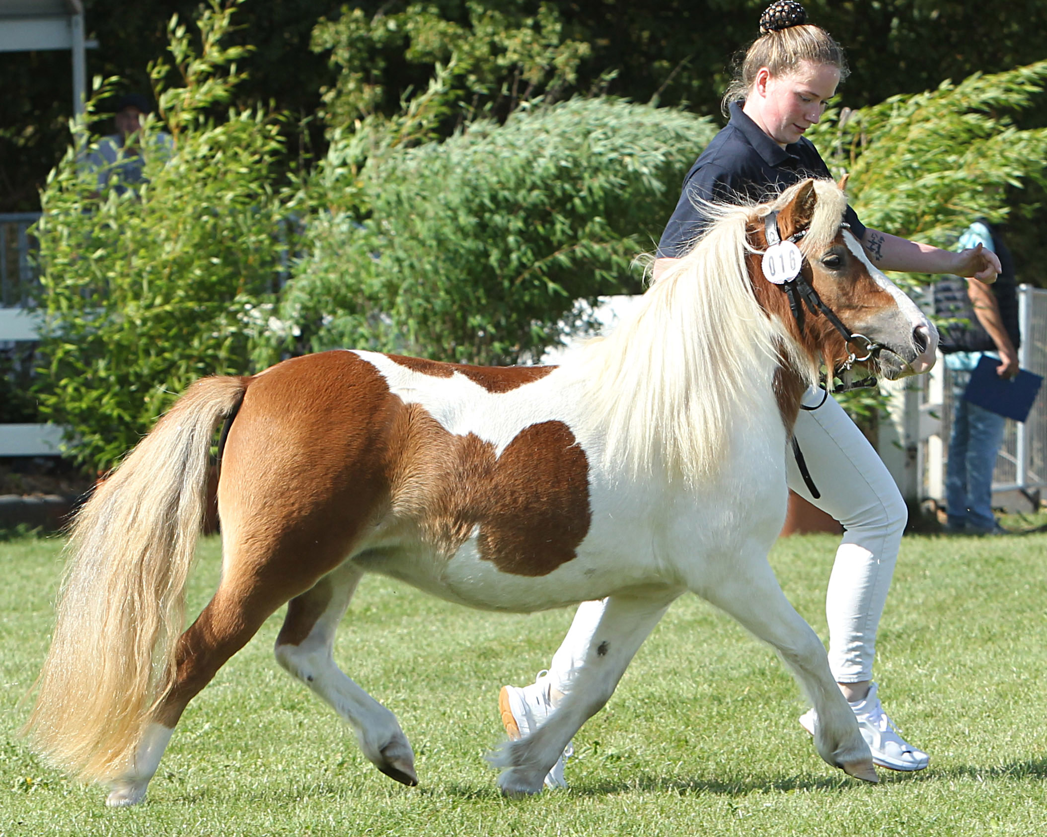Regenbogen bei der Siegerehrung der Ponys und Kaltblüter am 11. September 2025 anlässlich der MeLa über Mühlengeez. Alle Fotos Jutta Wego