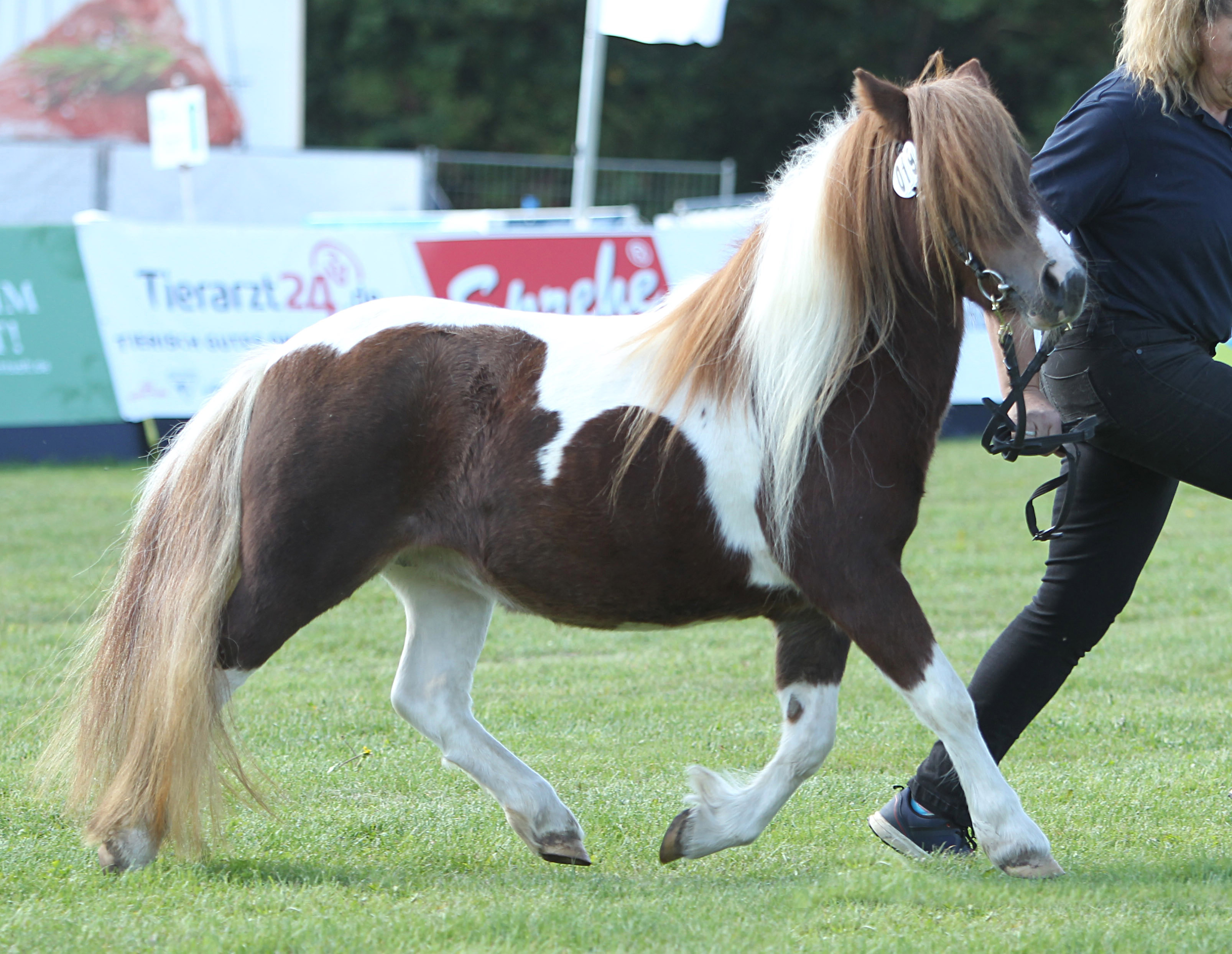 Regenbogen bei der Siegerehrung der Ponys und Kaltblüter am 11. September 2025 anlässlich der MeLa über Mühlengeez. Alle Fotos Jutta Wego