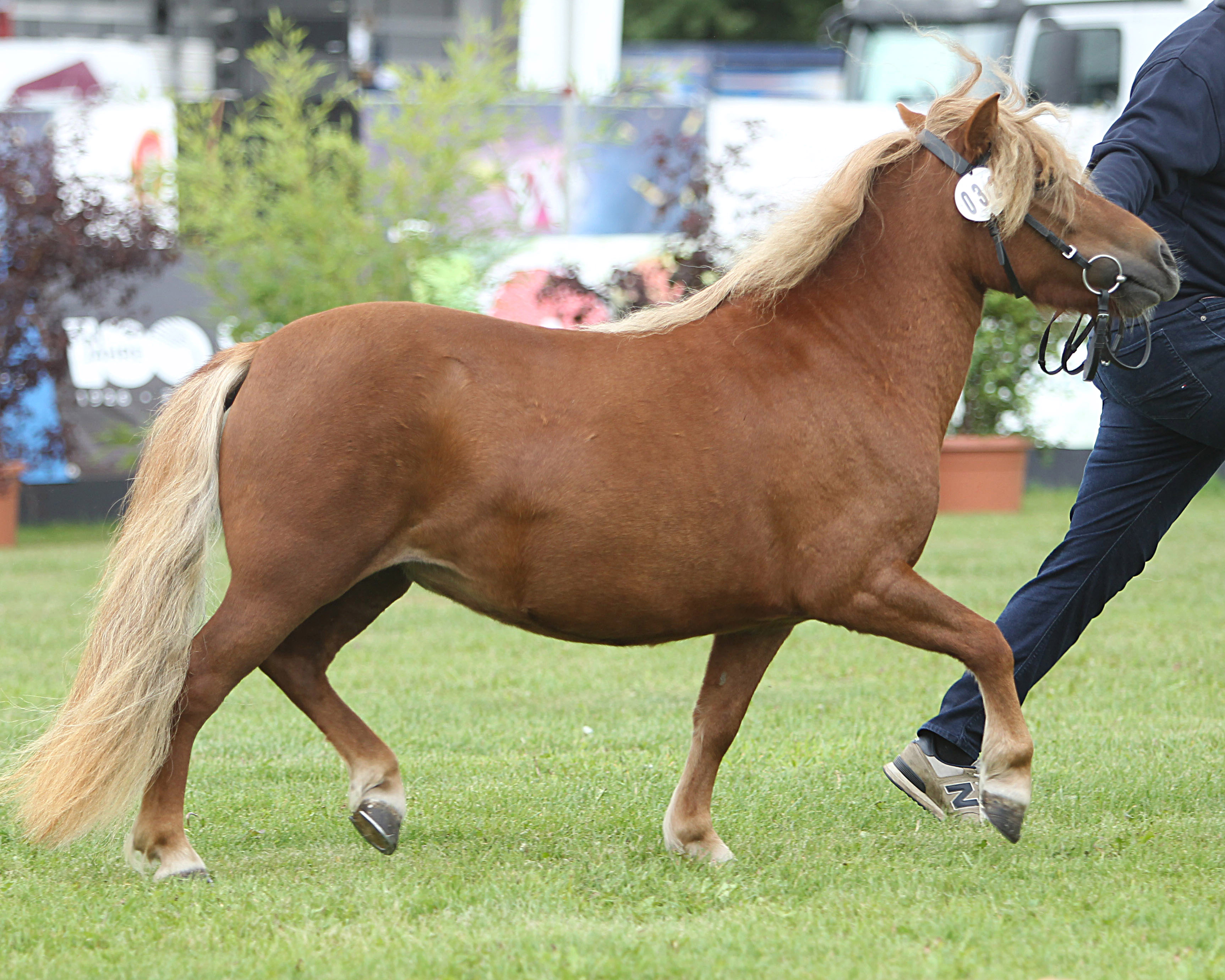 Regenbogen bei der Siegerehrung der Ponys und Kaltblüter am 11. September 2025 anlässlich der MeLa über Mühlengeez. Alle Fotos Jutta Wego