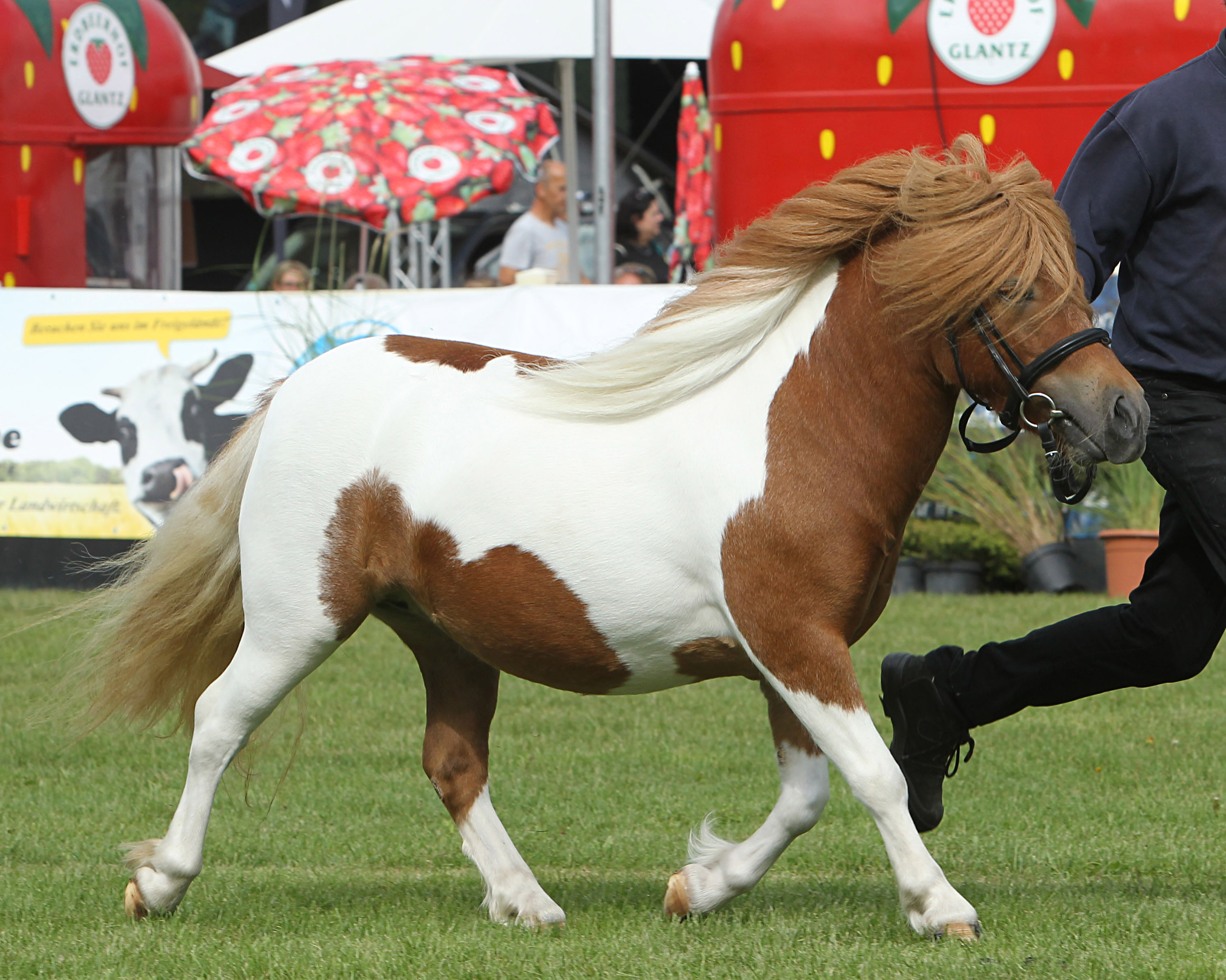 Regenbogen bei der Siegerehrung der Ponys und Kaltblüter am 11. September 2025 anlässlich der MeLa über Mühlengeez. Alle Fotos Jutta Wego