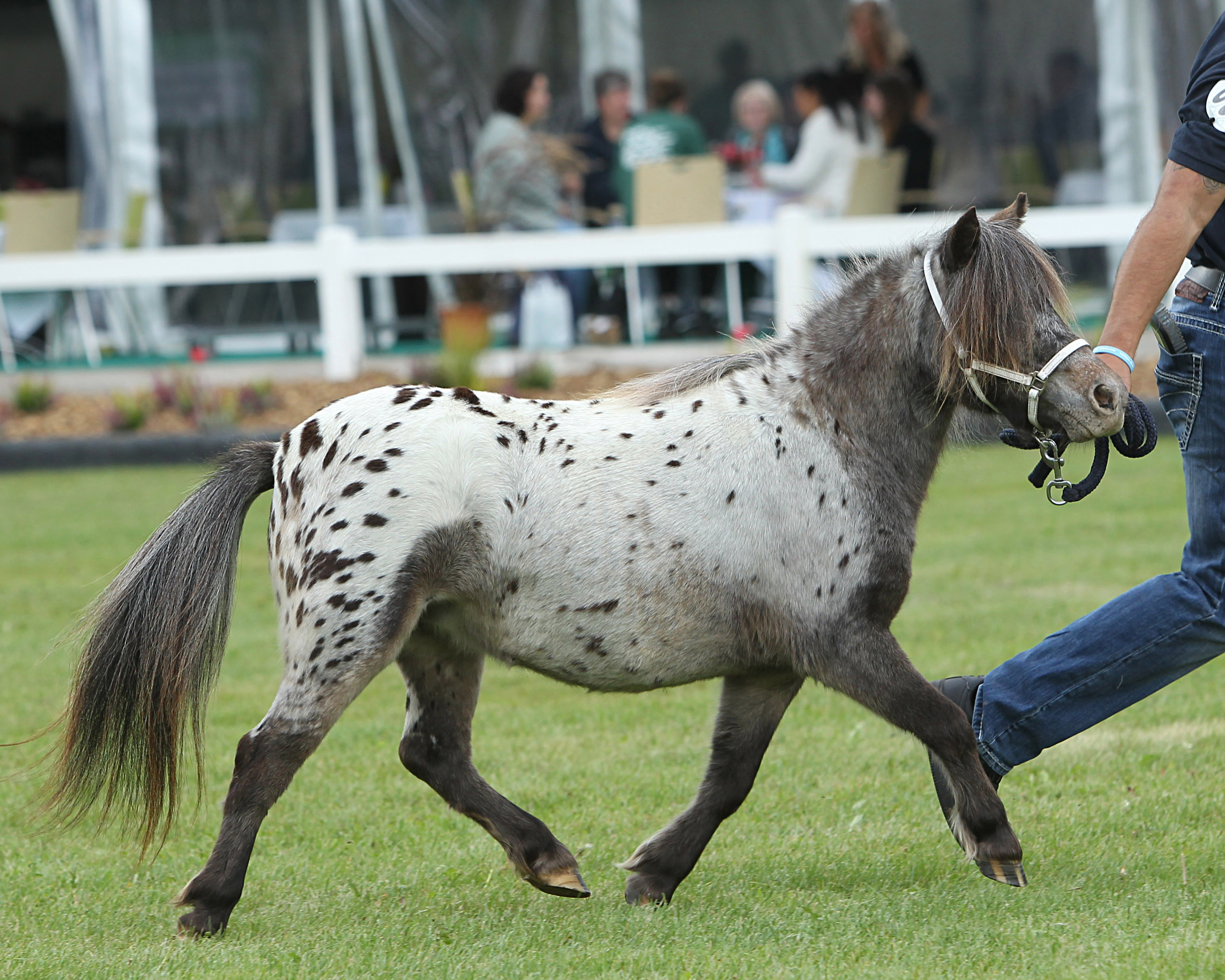 Regenbogen bei der Siegerehrung der Ponys und Kaltblüter am 11. September 2025 anlässlich der MeLa über Mühlengeez. Alle Fotos Jutta Wego