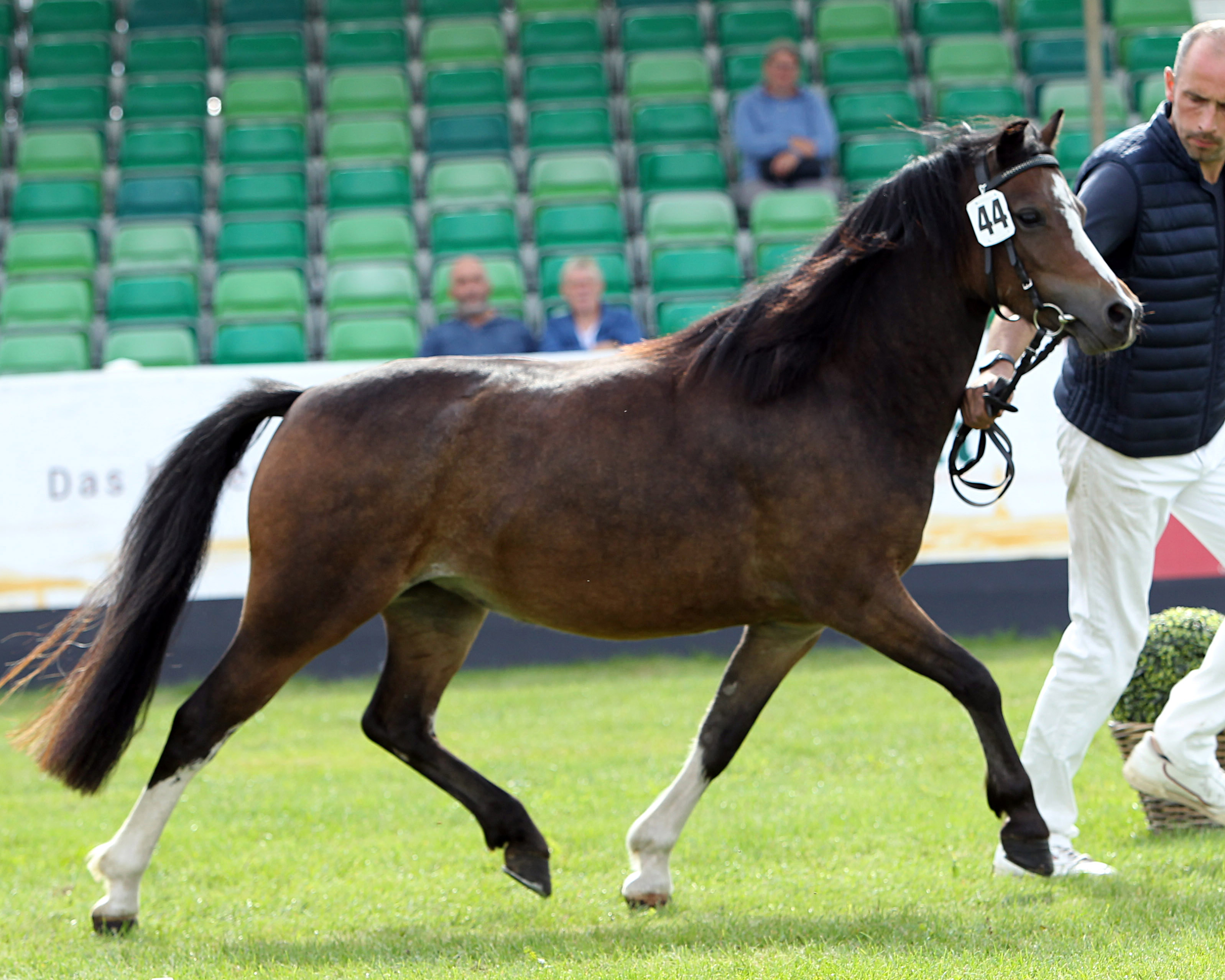 Regenbogen bei der Siegerehrung der Ponys und Kaltblüter am 11. September 2025 anlässlich der MeLa über Mühlengeez. Alle Fotos Jutta Wego