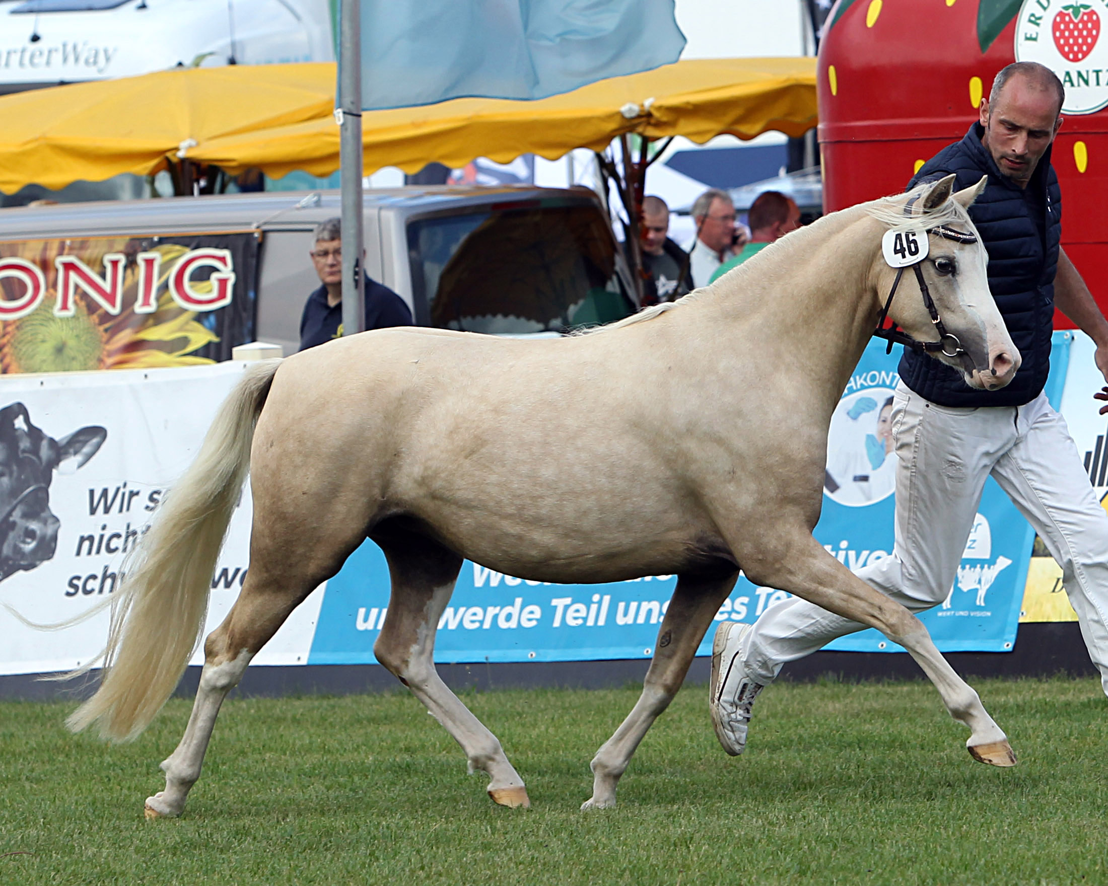 Regenbogen bei der Siegerehrung der Ponys und Kaltblüter am 11. September 2025 anlässlich der MeLa über Mühlengeez. Alle Fotos Jutta Wego