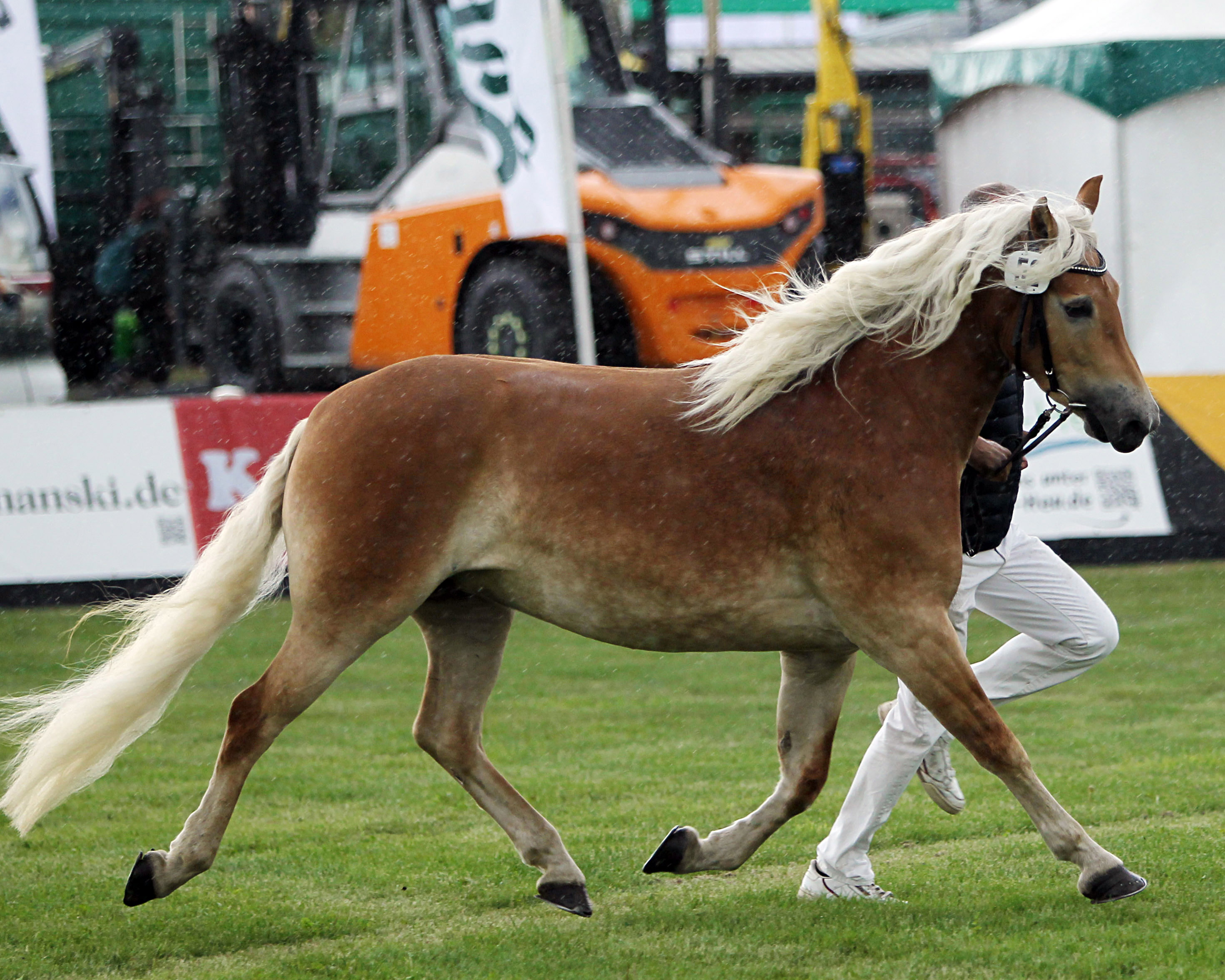Regenbogen bei der Siegerehrung der Ponys und Kaltblüter am 11. September 2025 anlässlich der MeLa über Mühlengeez. Alle Fotos Jutta Wego
