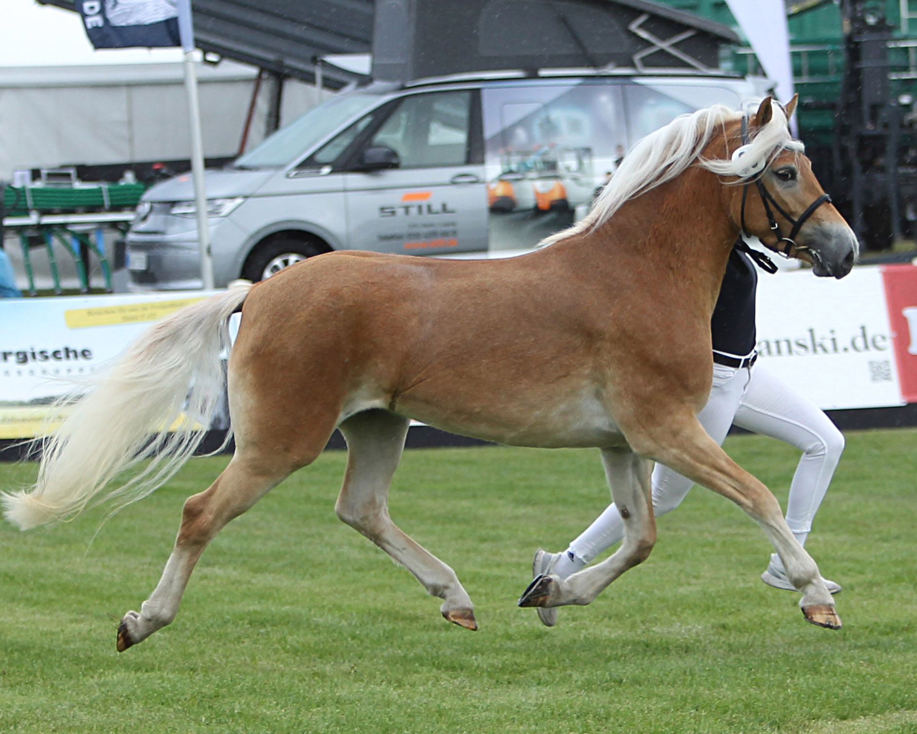 Regenbogen bei der Siegerehrung der Ponys und Kaltblüter am 11. September 2025 anlässlich der MeLa über Mühlengeez. Alle Fotos Jutta Wego