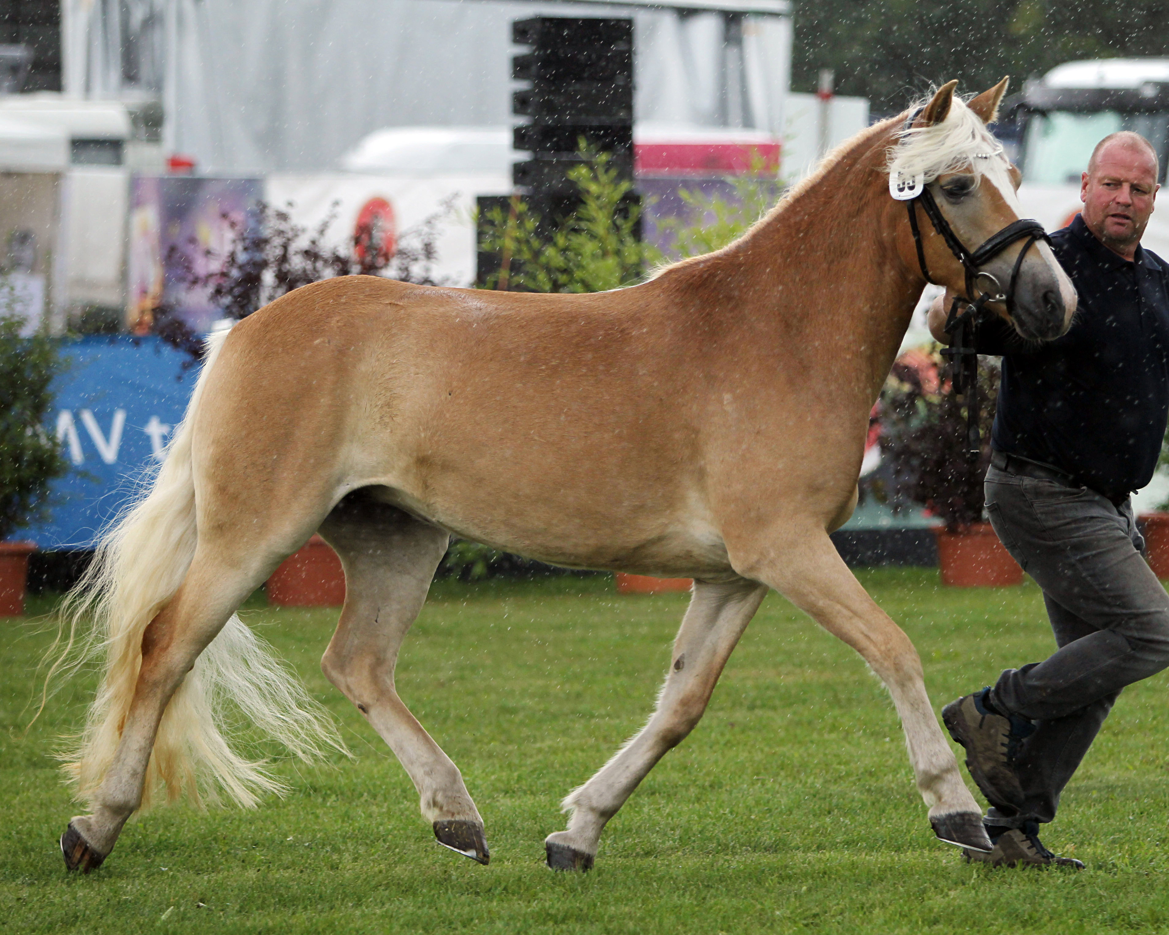 Regenbogen bei der Siegerehrung der Ponys und Kaltblüter am 11. September 2025 anlässlich der MeLa über Mühlengeez. Alle Fotos Jutta Wego