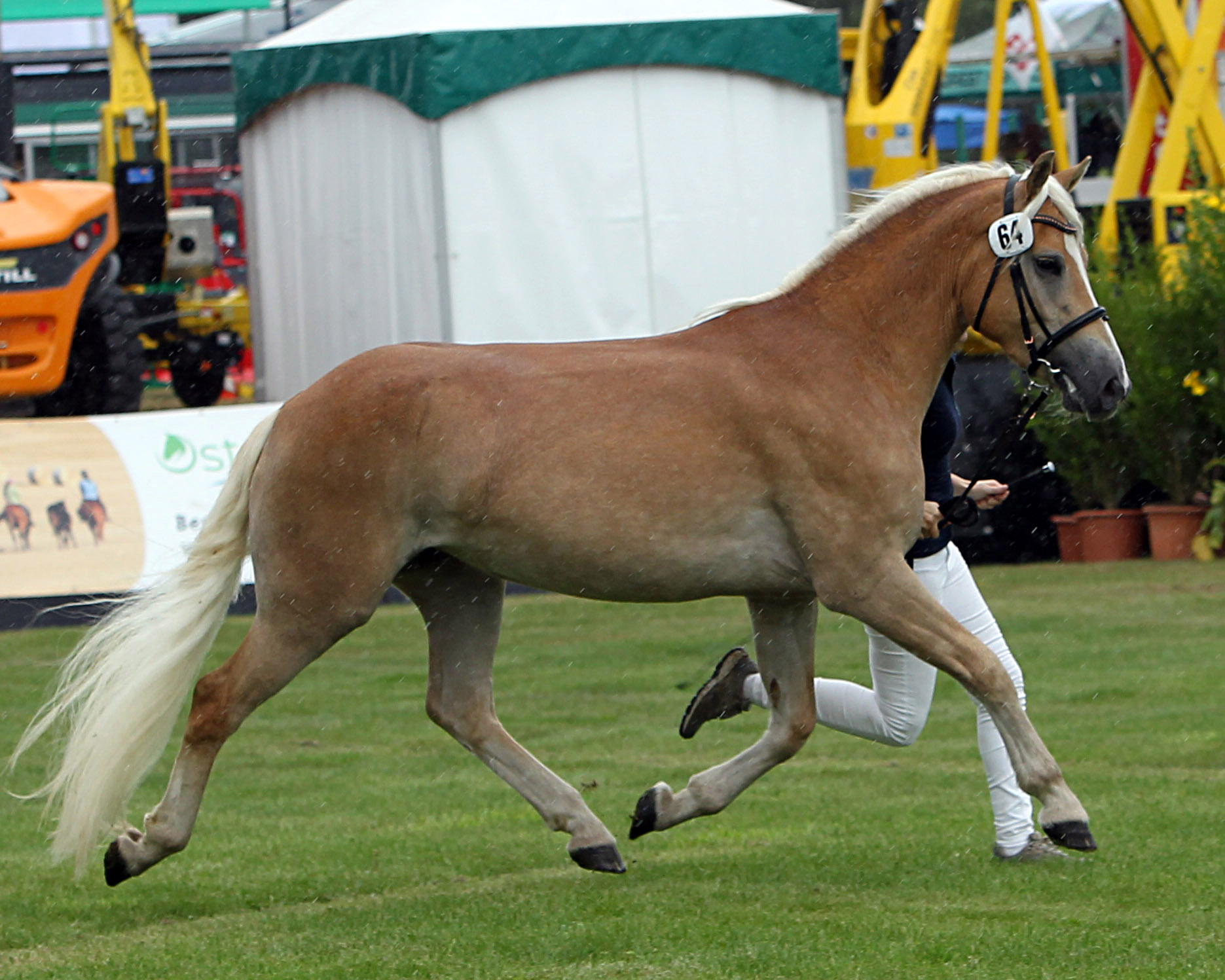 Regenbogen bei der Siegerehrung der Ponys und Kaltblüter am 11. September 2025 anlässlich der MeLa über Mühlengeez. Alle Fotos Jutta Wego