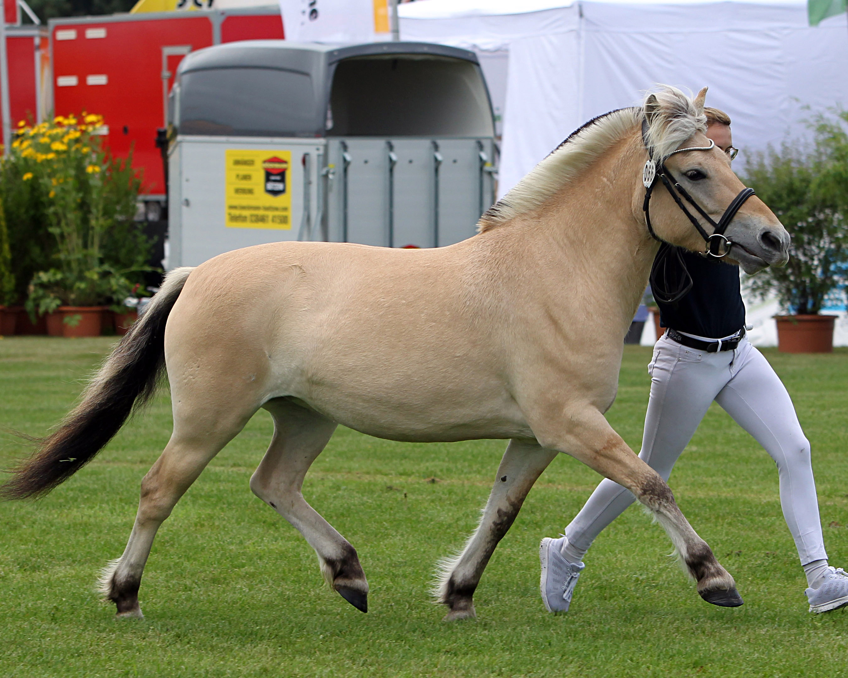 Regenbogen bei der Siegerehrung der Ponys und Kaltblüter am 11. September 2025 anlässlich der MeLa über Mühlengeez. Alle Fotos Jutta Wego