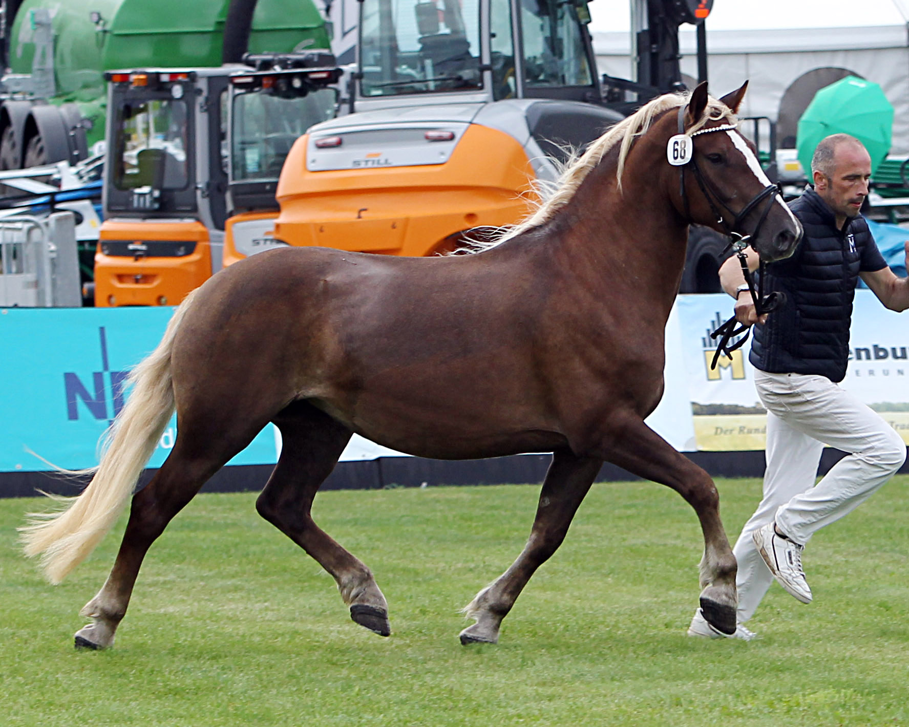 Regenbogen bei der Siegerehrung der Ponys und Kaltblüter am 11. September 2025 anlässlich der MeLa über Mühlengeez. Alle Fotos Jutta Wego