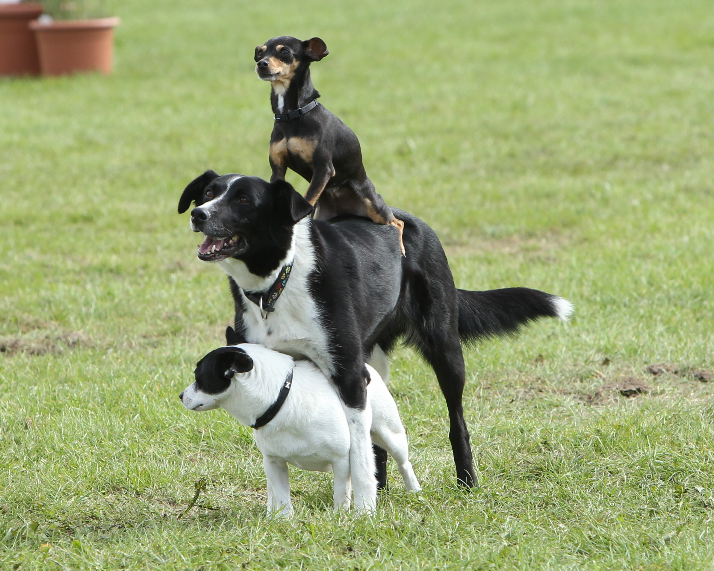 Hunde gehören zur „Pferd & Hund“: Leonid Beljakow präsentierte im Showblock seine exzentrisch Comedy Hundeshow. © Jutta Wego