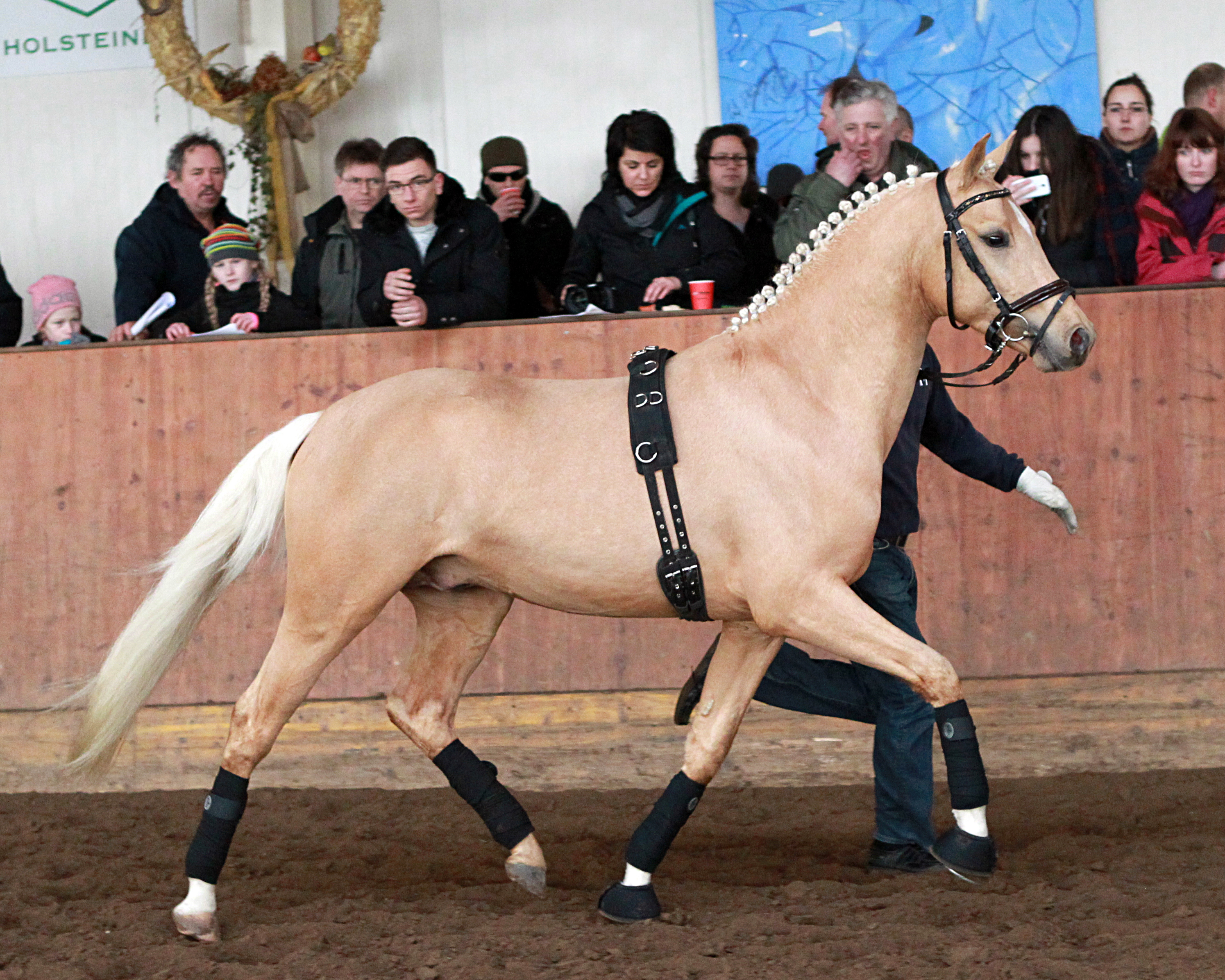 Der Deutsche Reitponyhengst Nancho‘s Golden Star lebt nicht mehr