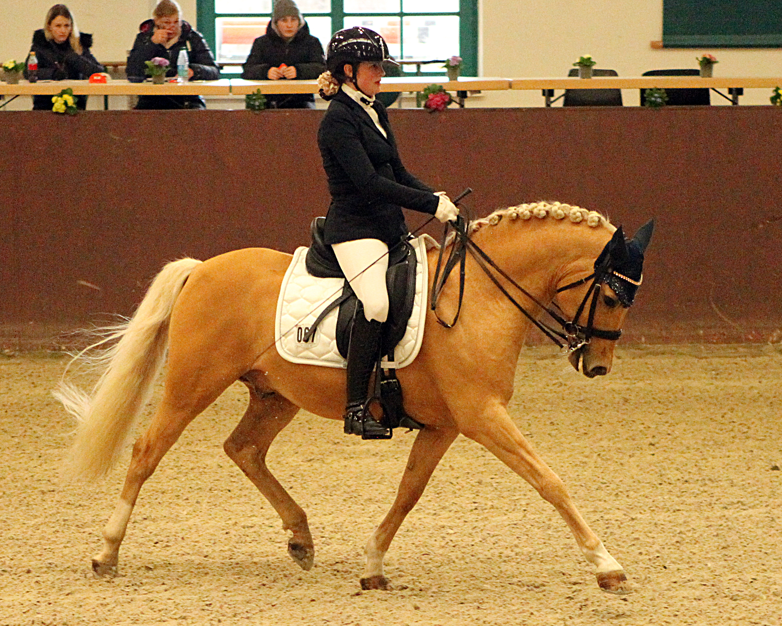 Nancho’s Dolden Star 2023 in einer M-Dressur mit Freya Schaepe im Landgestüt Redefin. © J. Wego