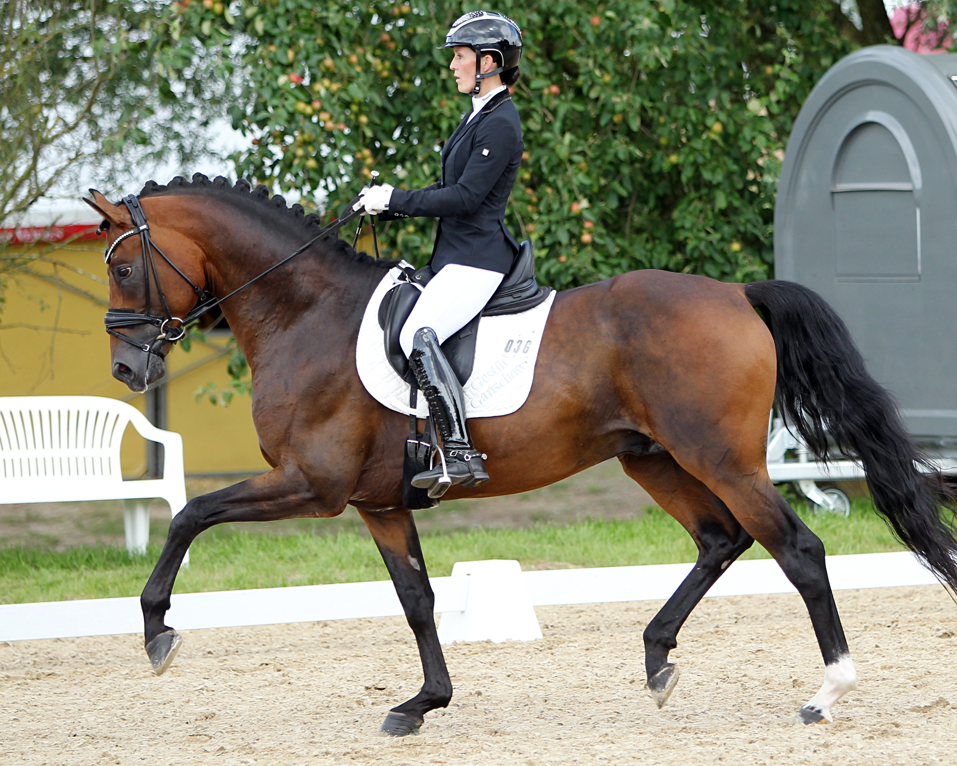 Siegerin der Zwei-Sterne M-Dressur (M8) wurde Libuse Mencke (Ganschow) mit dem 6-jährigen Mecklenburger Hengst Donaudiamant (v. Donauschall). © Archiv Wego