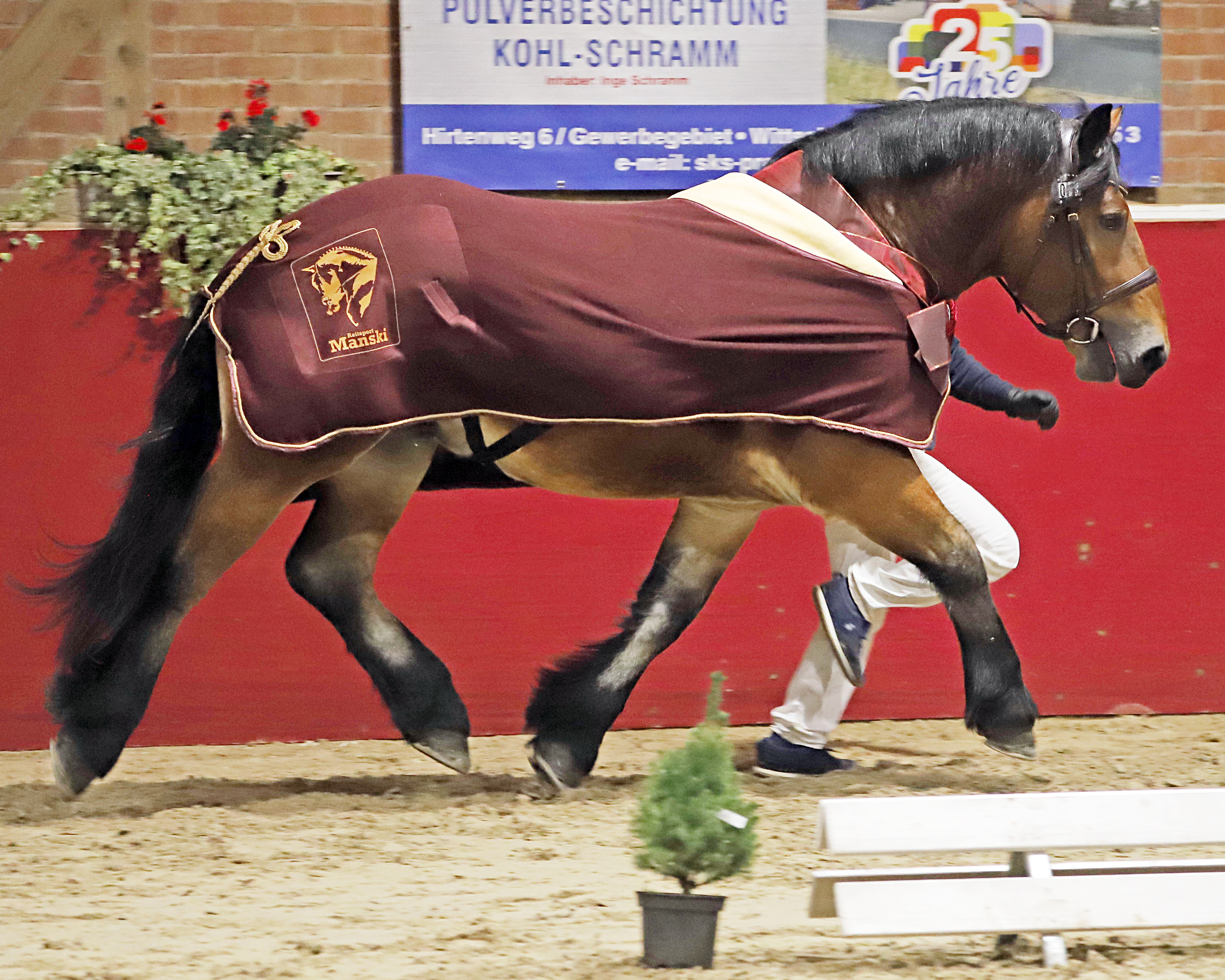 Krumke-Kaltblutkörung: Christian Platzek stellte den Siegerhengst aus