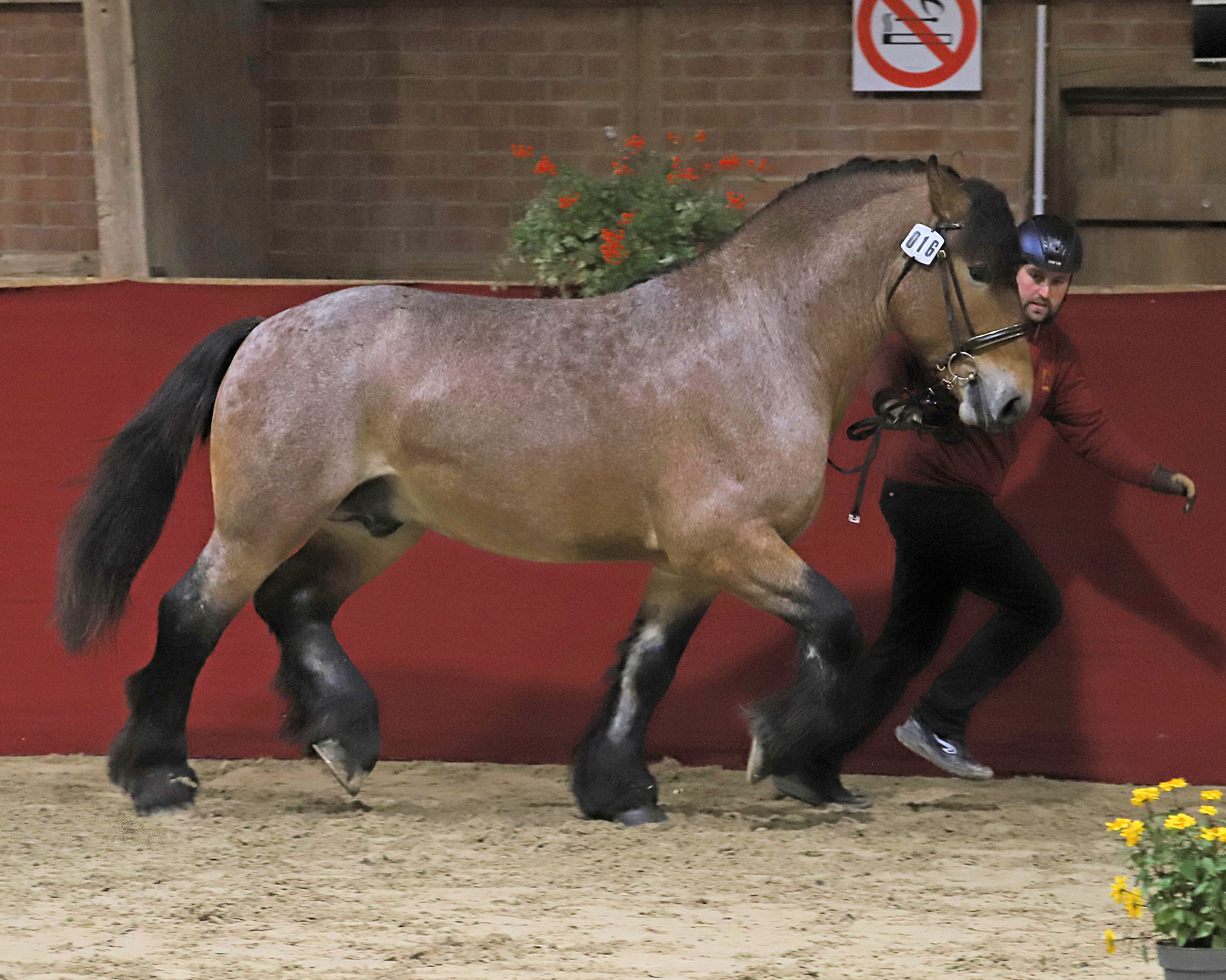 Bernd Drephal (Malchow) ist Züchter des 2. Reservesiegers vom Bundesprämienhengst Vitalis, den er aus seiner Staatsprämienstute Heidi (v. Helios x Eldur x Bodo) gezogen hat. Aufgezogen und ausgestellt wurde er von Charmaine Kaufmann (Eberswalde).
