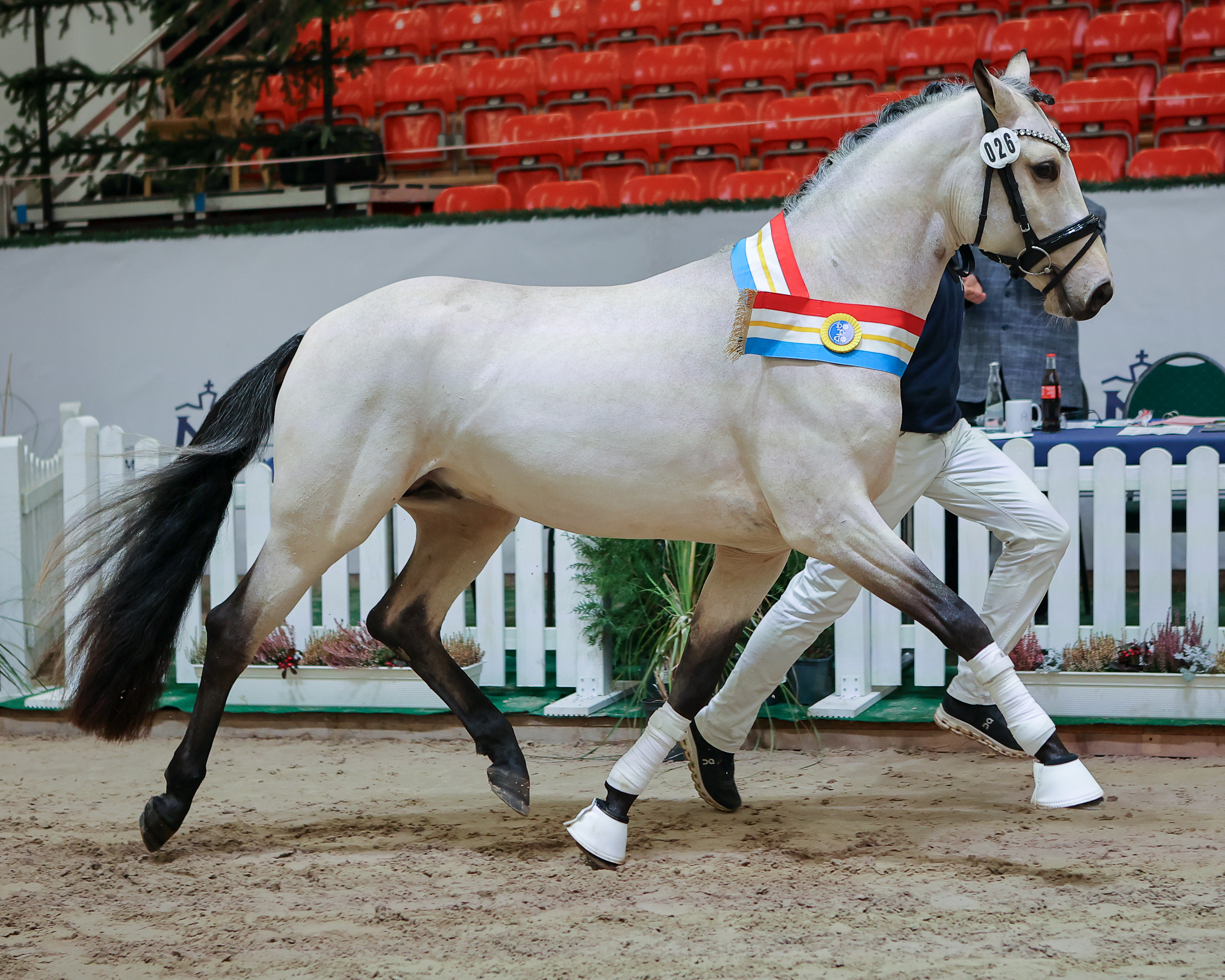 Redefin - Ponykörung: Reitponyhengst von Gold Edition D WE wurde Körsieger