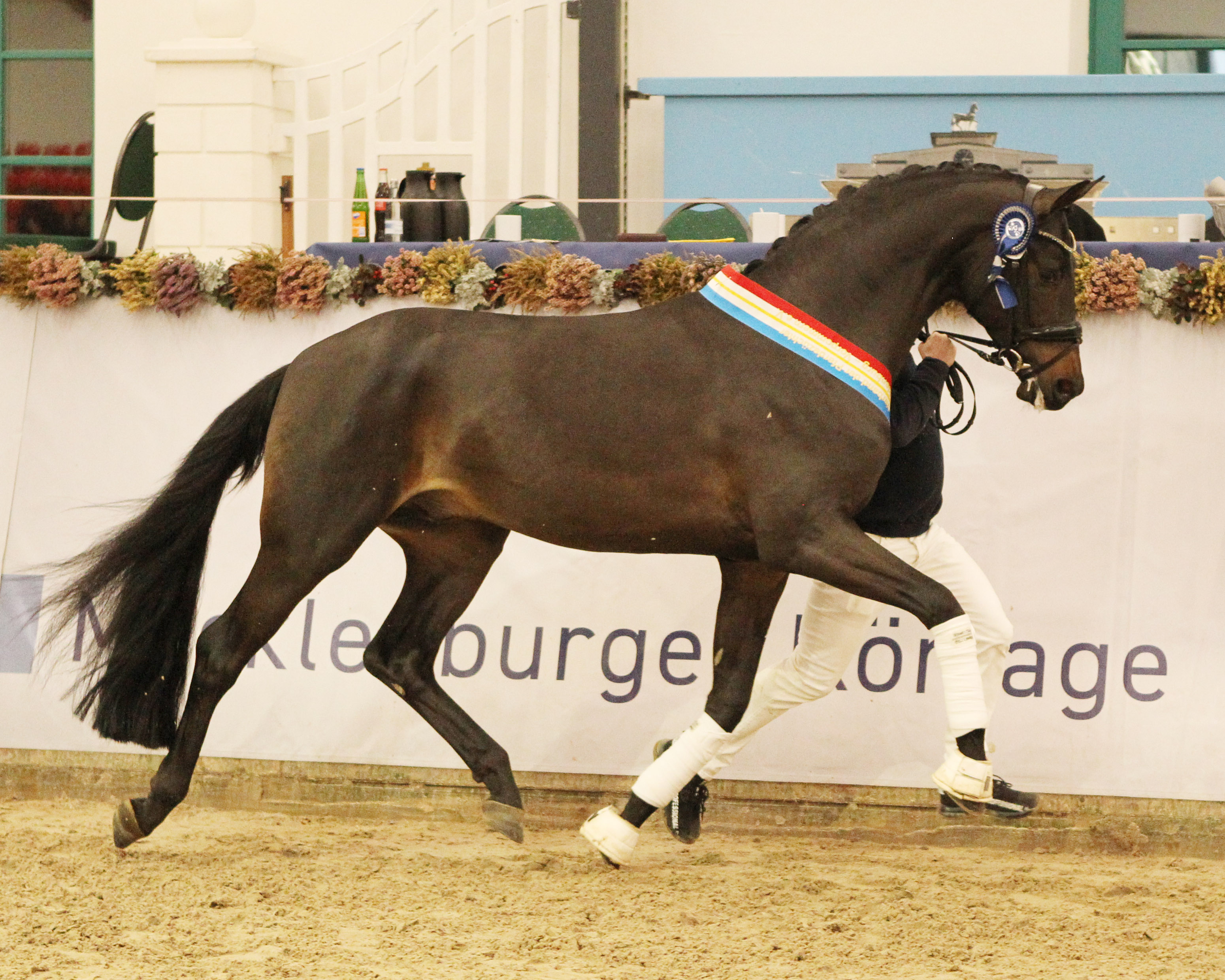 35. Mecklenburger Körtage. Insgesamt 100 Hengste bewertet