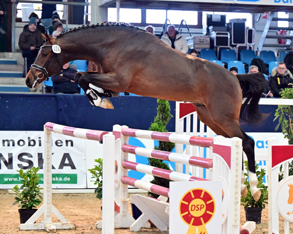 Neustadt (Dosse): Diarado und Bloomingdale stellten die Siegerhengste