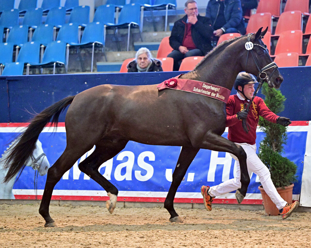 Sieger bei den Dressurhengsten wurde die Kat.Nr. 5, ein Sohn des Bloomingdale aus einer Mutter von Millennium/T. (Z.u.A.: Heinrich Ramsbrock, Menslage). © B. Schröder