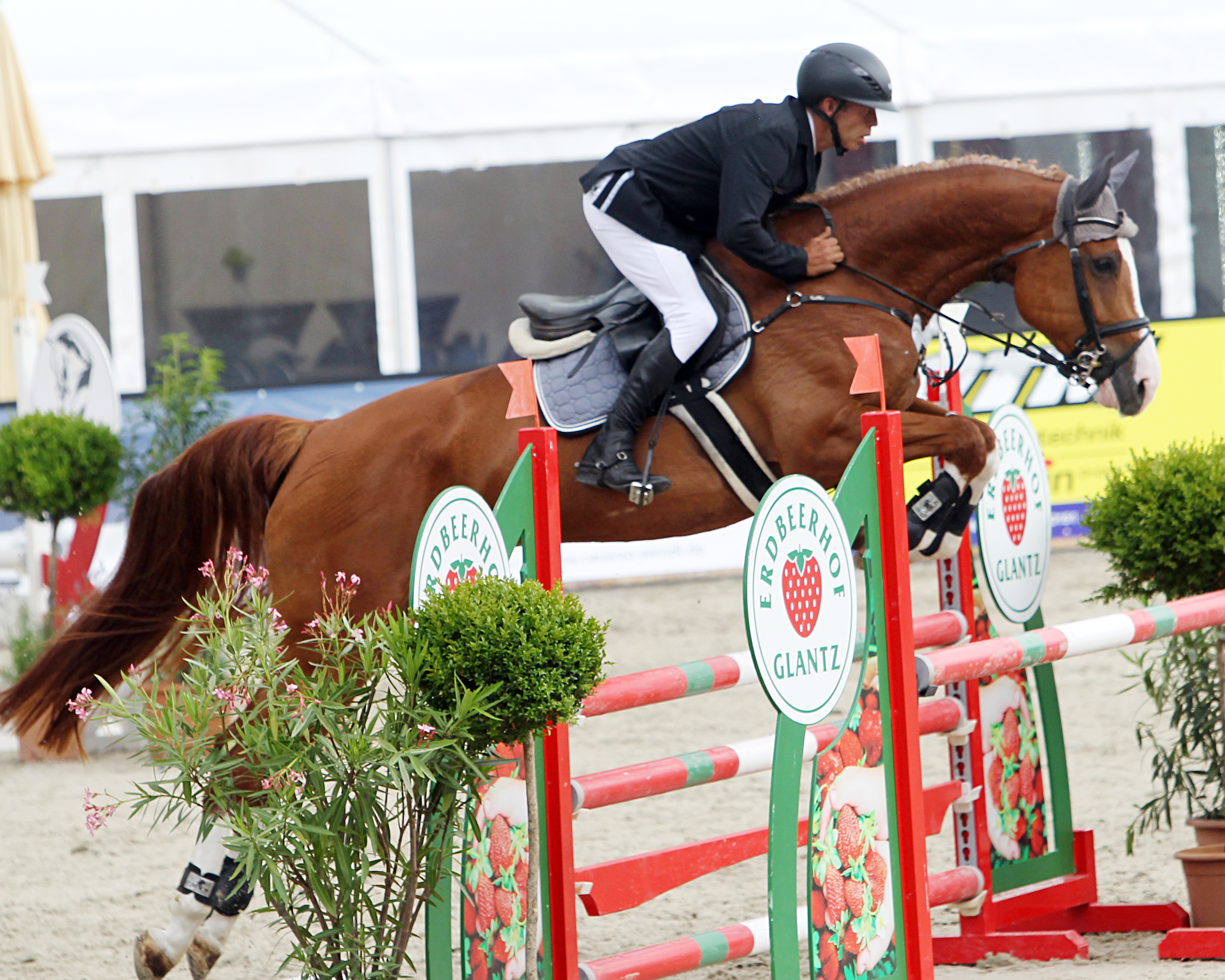 Ocala - Springpferde Auktion: Zwei Preisspitzen mit 370.000 US-Dollar