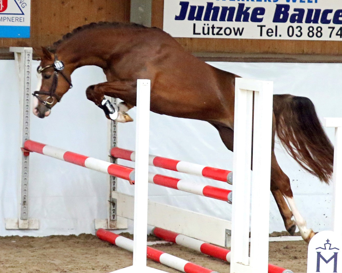 Gadebusch: 33 Pferde nahmen am Freispringwettbewerb teil