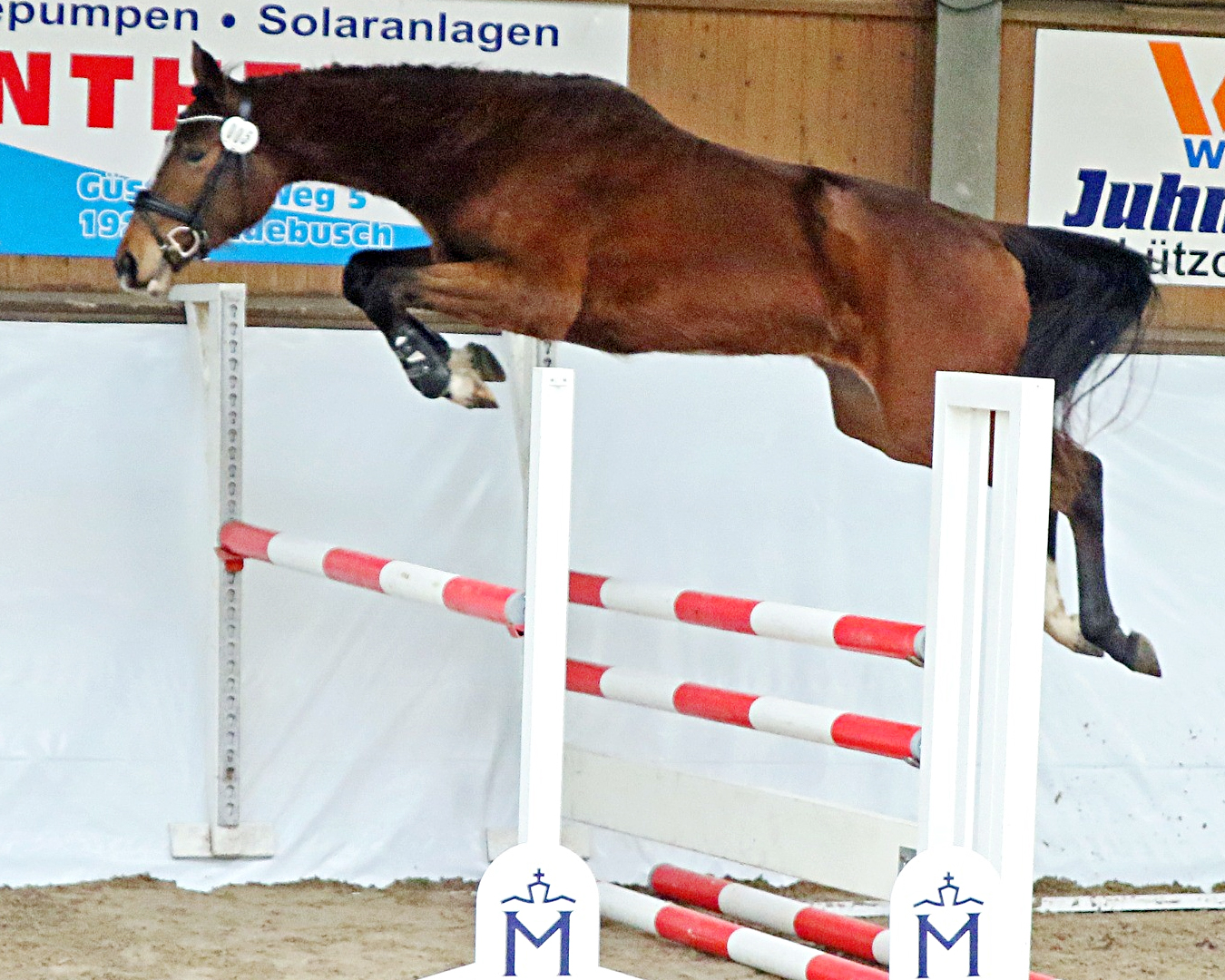 Colina v. Count on me Z, Siegerin bei den 3-jährigen Pferden (Z.: U. Mahlke, A.: H.-J. Pawlowski, Grevesmühlen). © KaLo